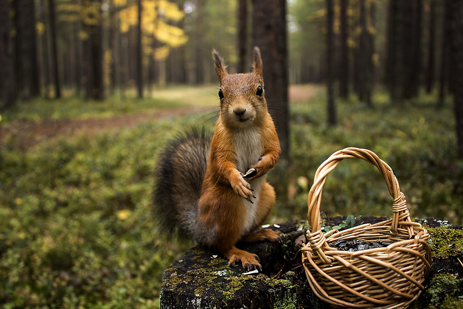 wald natur eichhörnchen stumpf tiere eichhörnchen korb samen