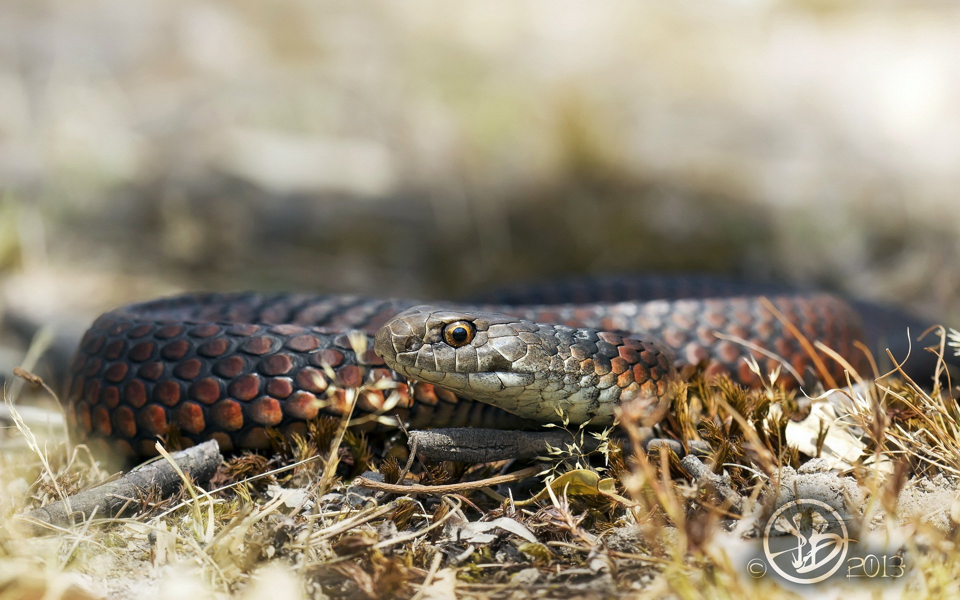 nake nature background