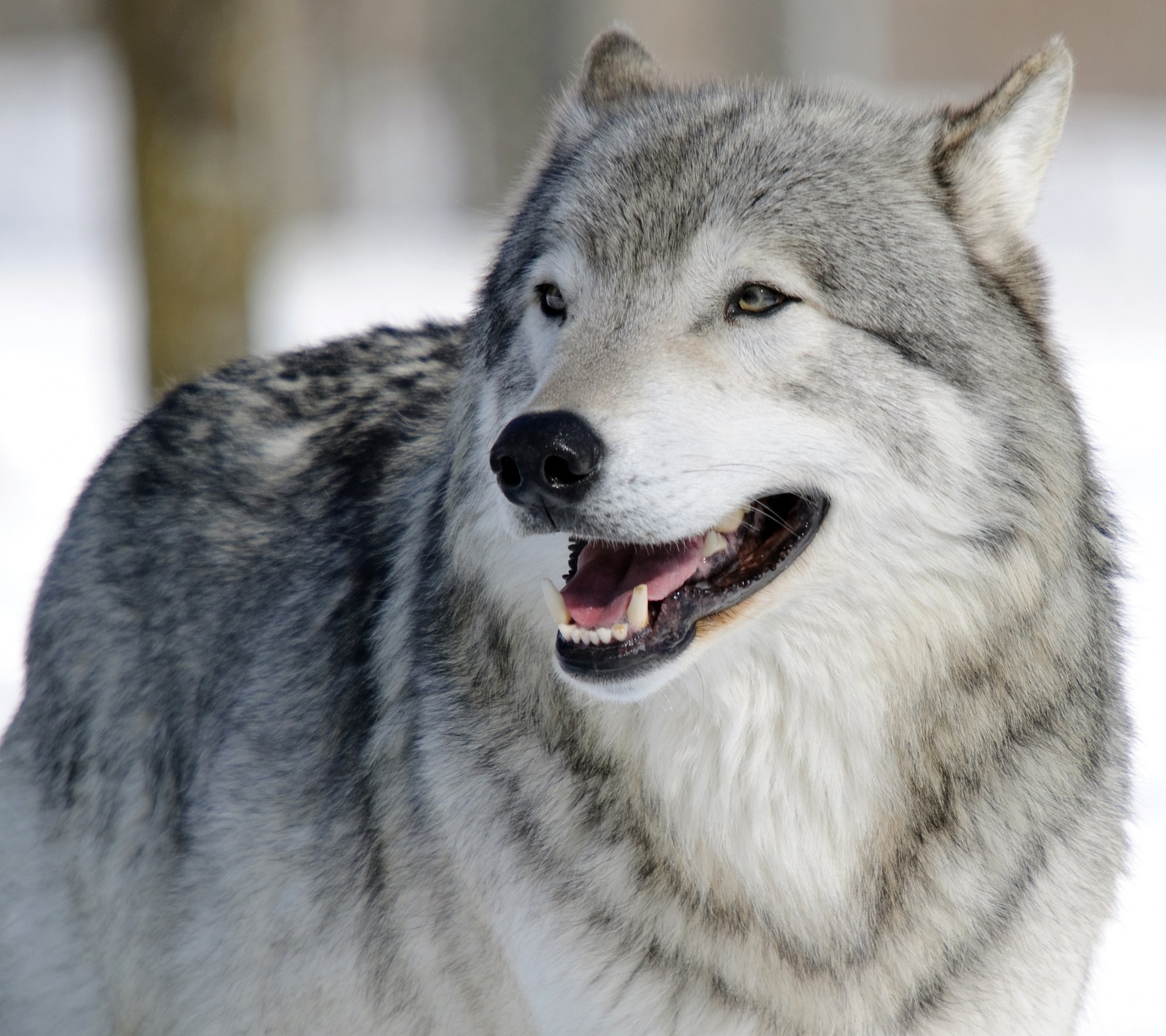 lobo hocico retrato depredador