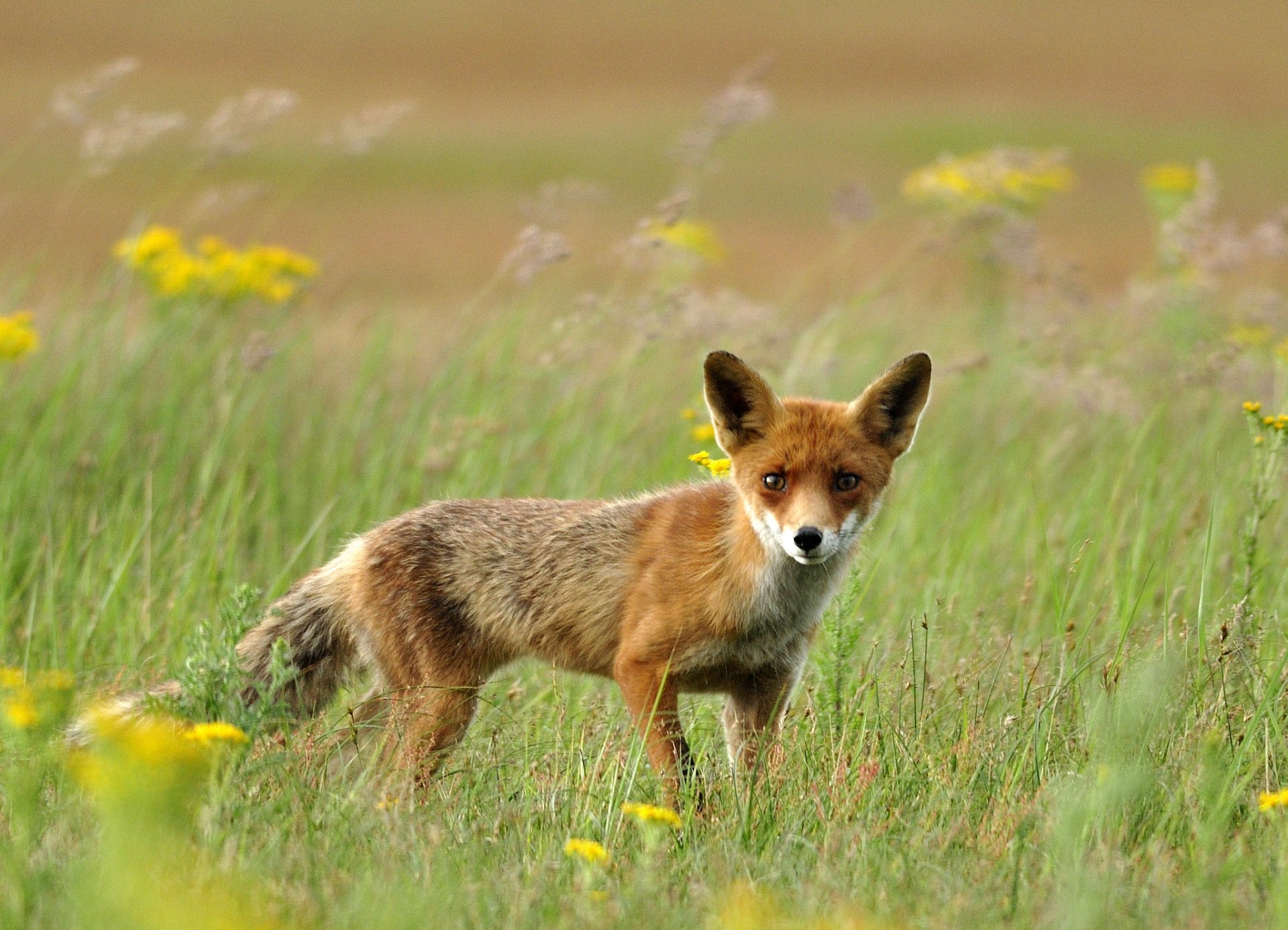 feld gras fuchs rotschopf fuchs