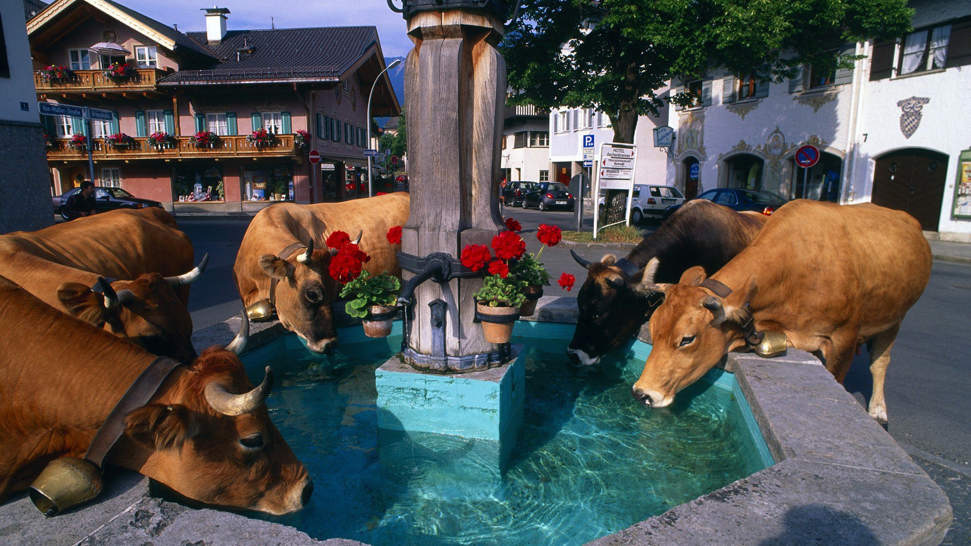 ciudad fuente abrevadero alpes vacas flores casas campana