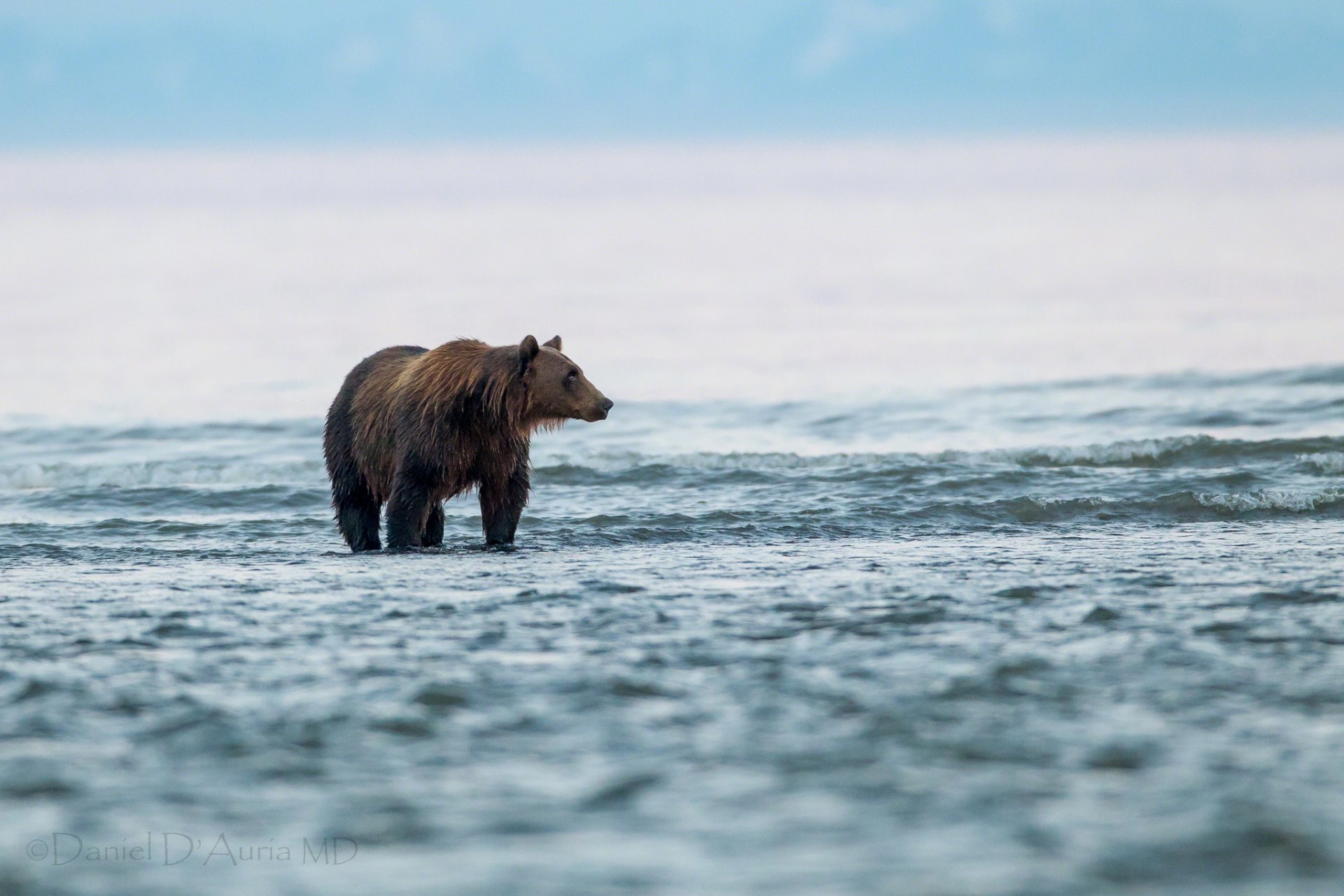 orso lago acqua