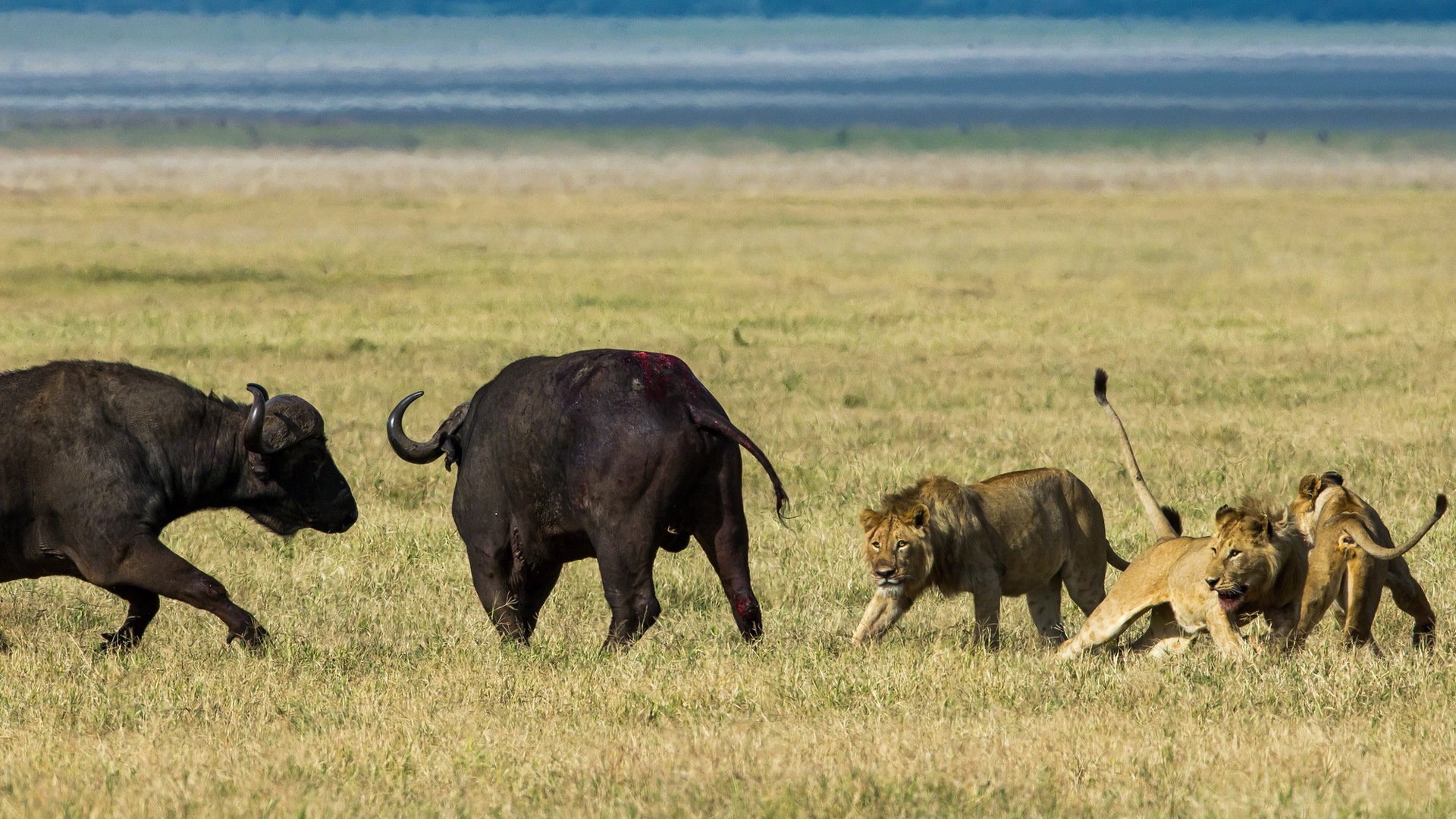 lions buivoles chasse