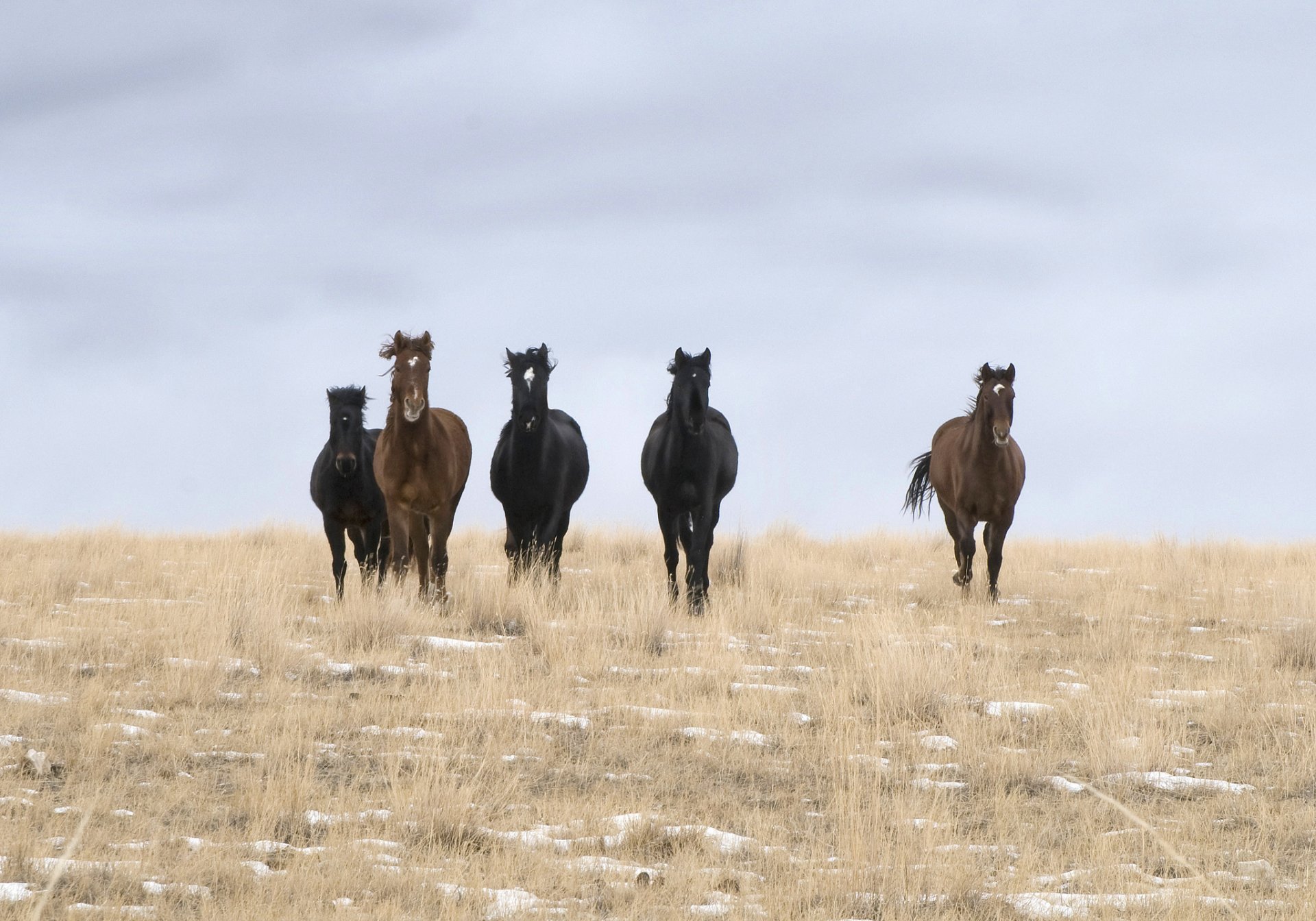 campo caballos salvajes nubes