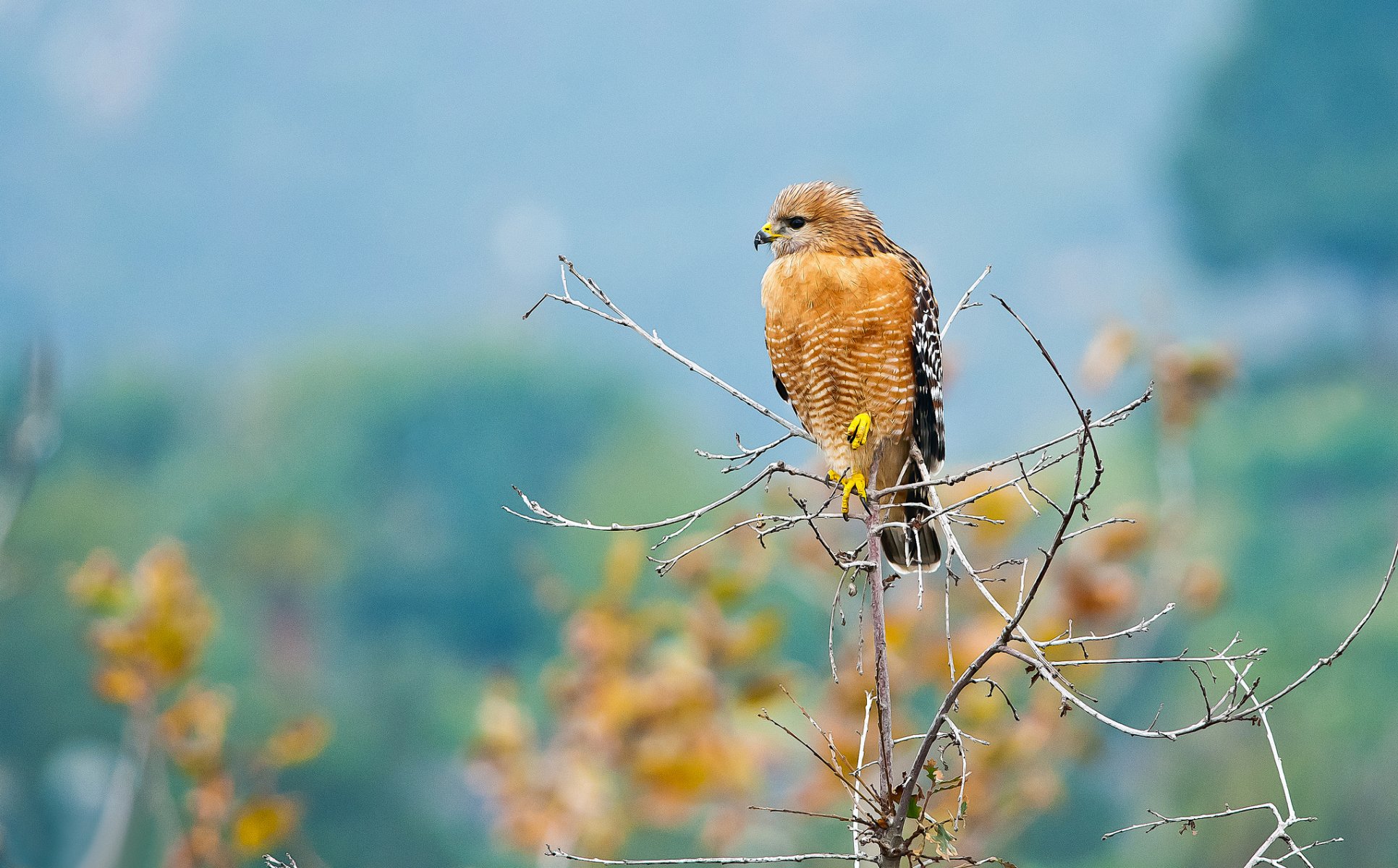 ramo uccello predatore falco sfondo