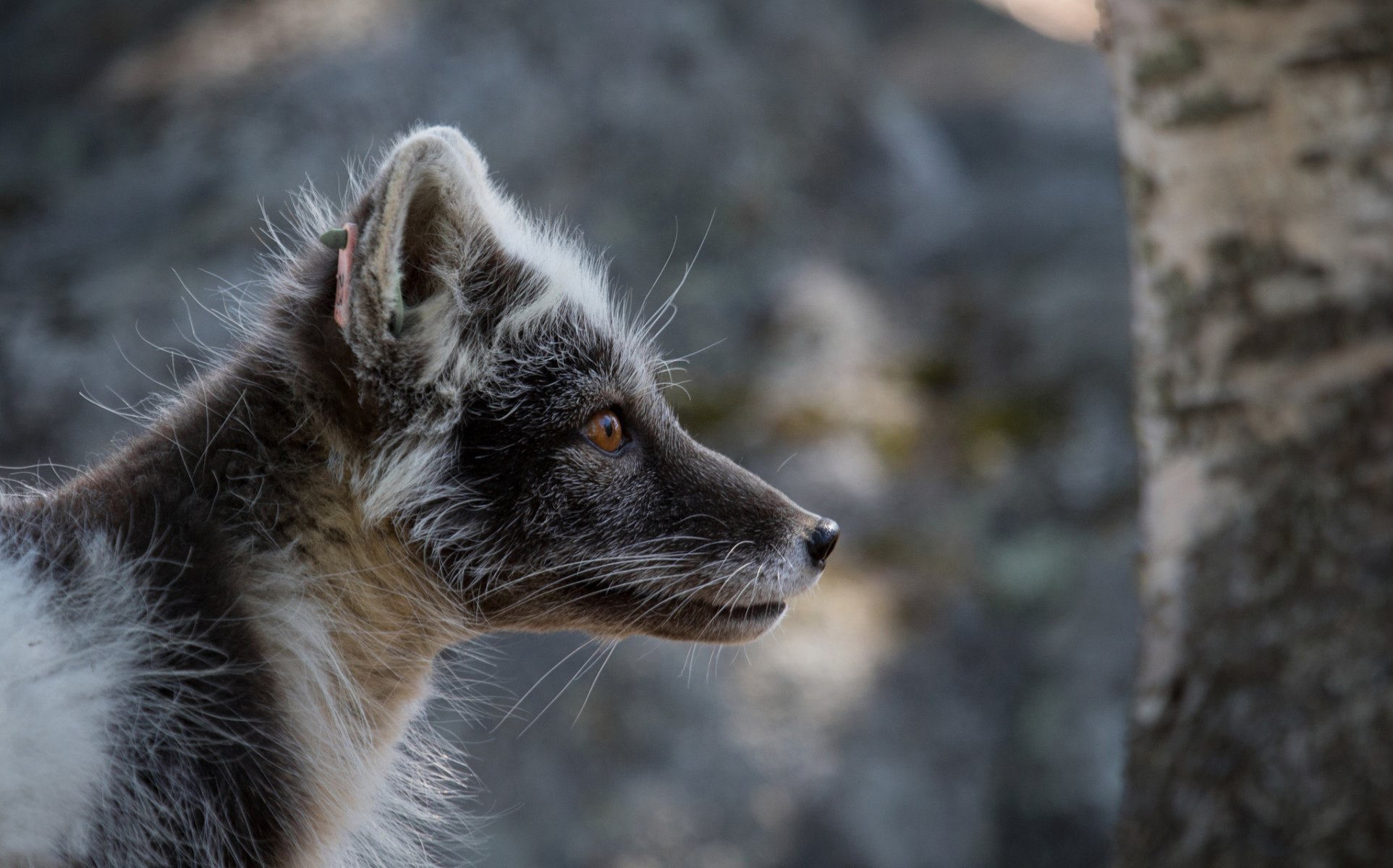 renard polaire renard arctique portrait dans les fourrures d été