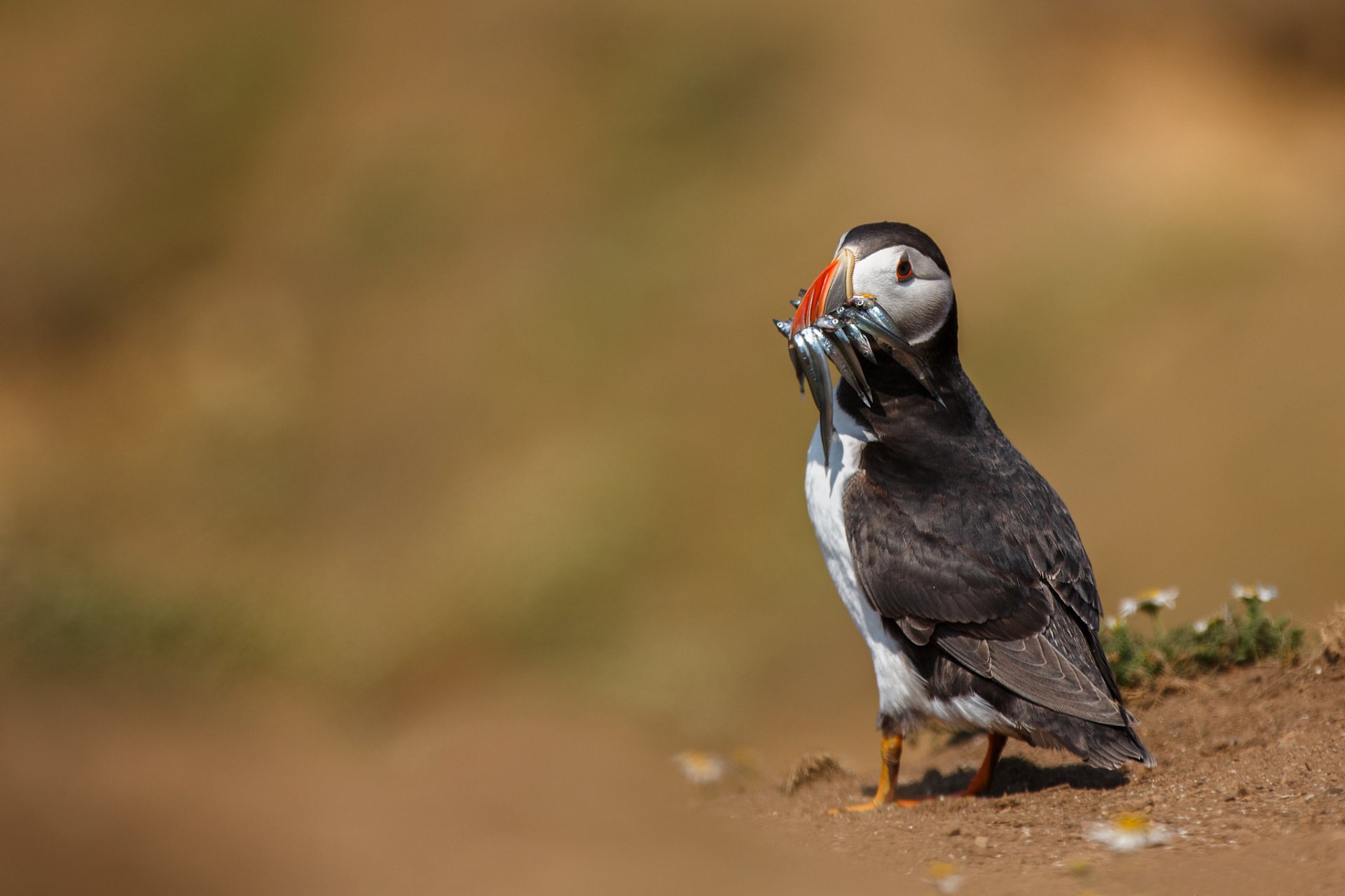 oiseau impasse poisson capture nourriture