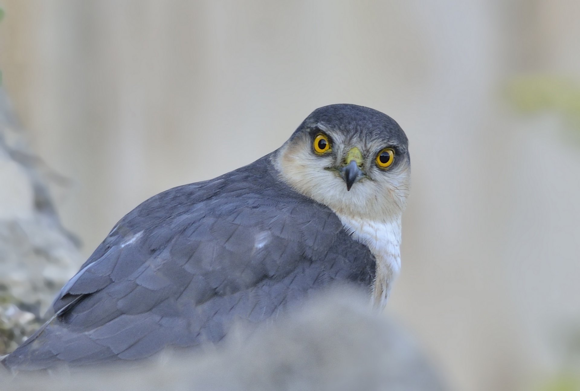 sparviero falco uccello predatore vista grigio sfondo