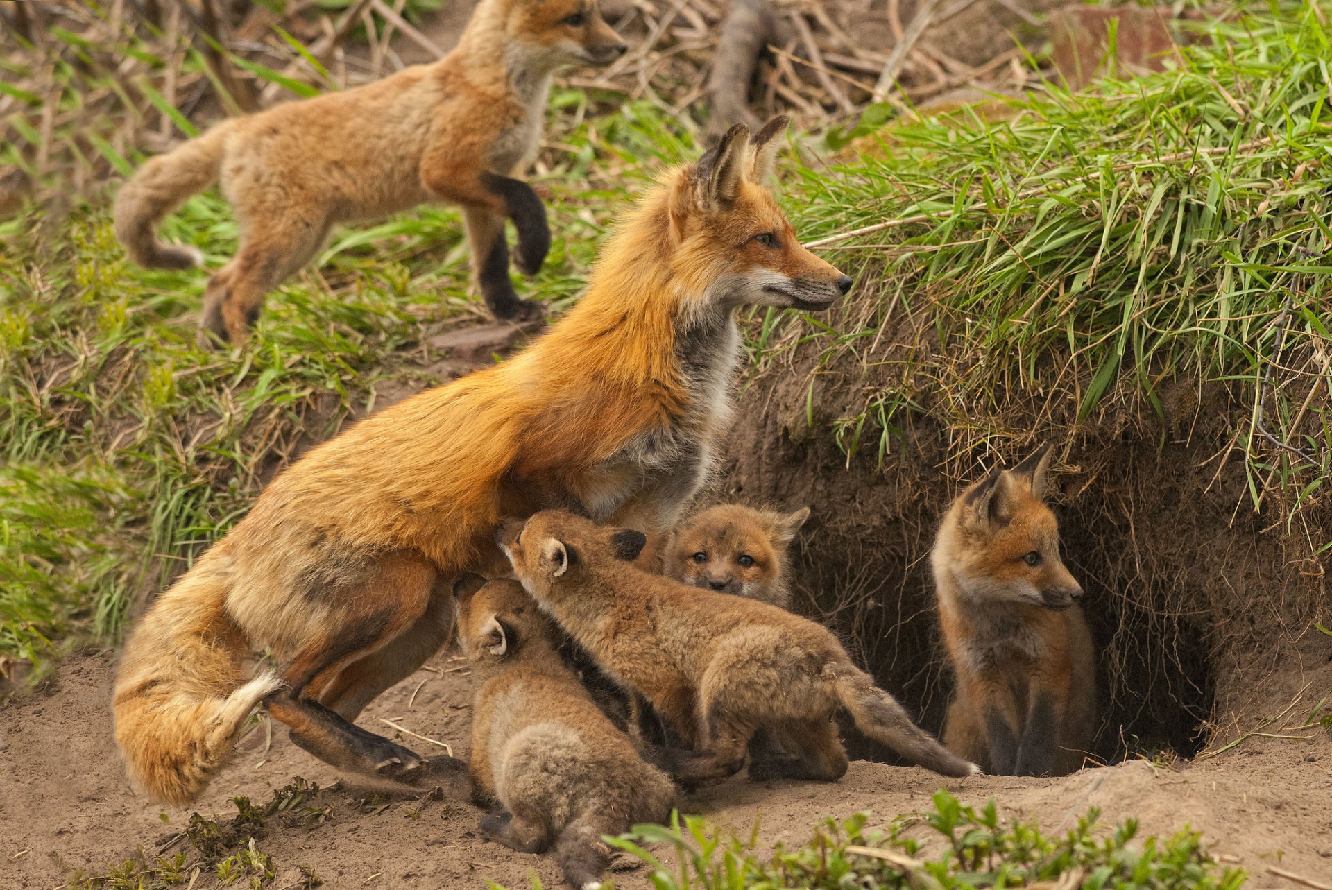 renard renard maternité enfants en bas âge oursons terrier