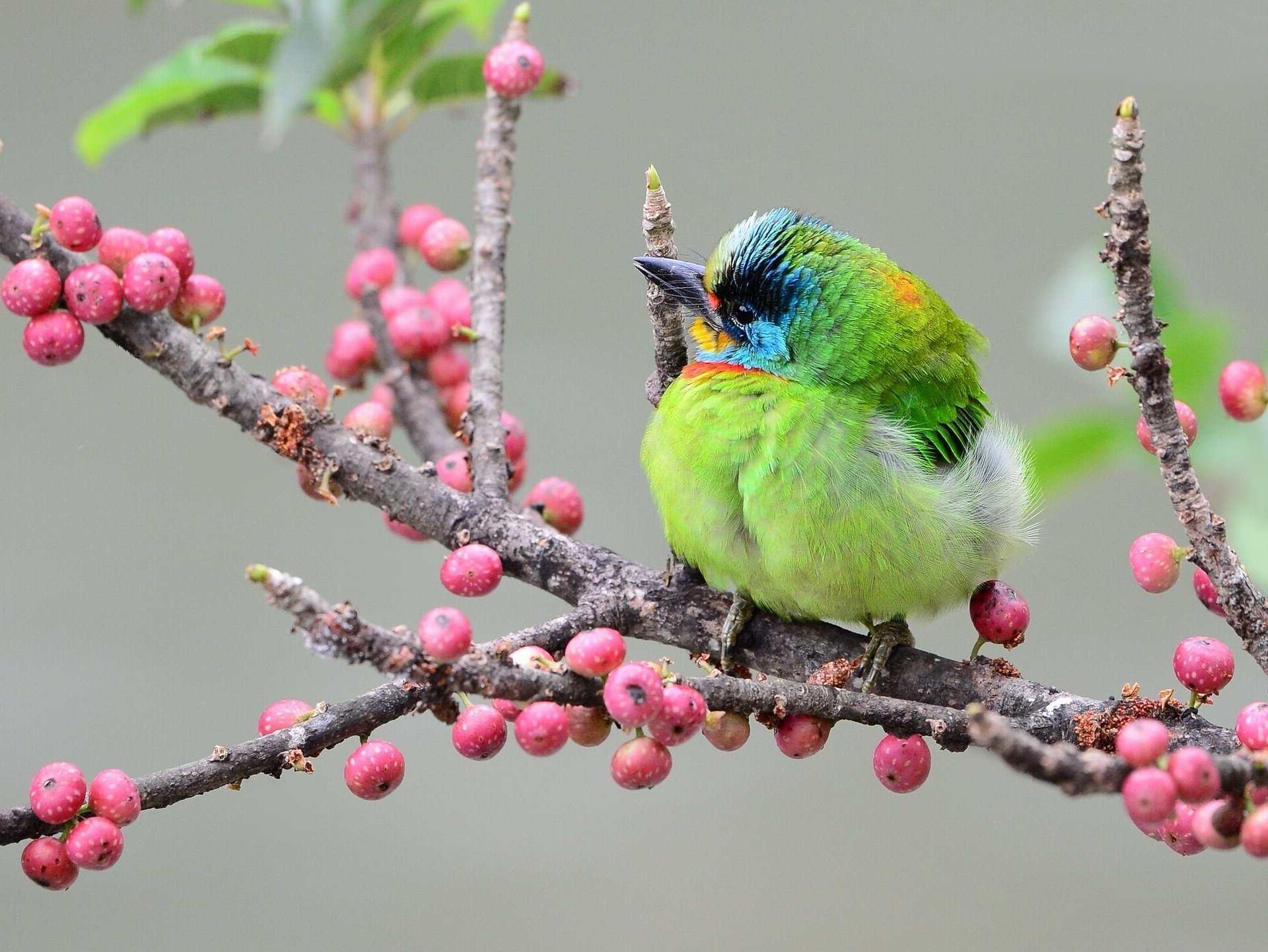 poultry taiwan browed borodastik asian woodpecker branch berrie