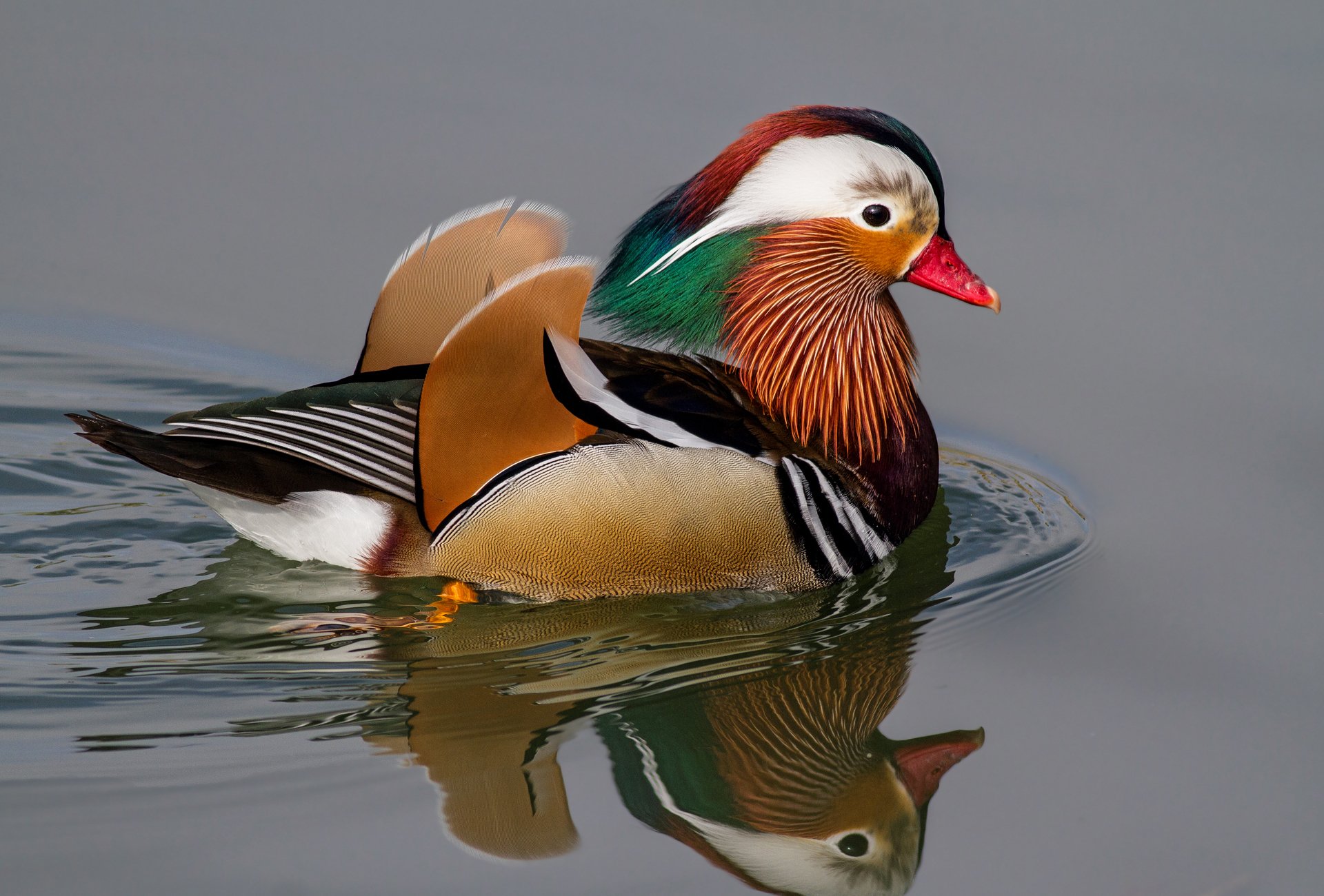 poultry duck mandarin water reflection following