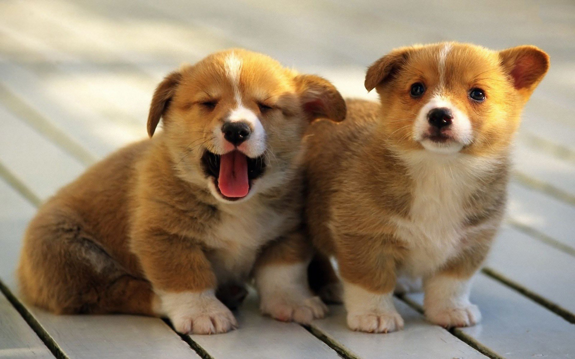 welsh corgi pembroke welsh corgi dogs puppies background