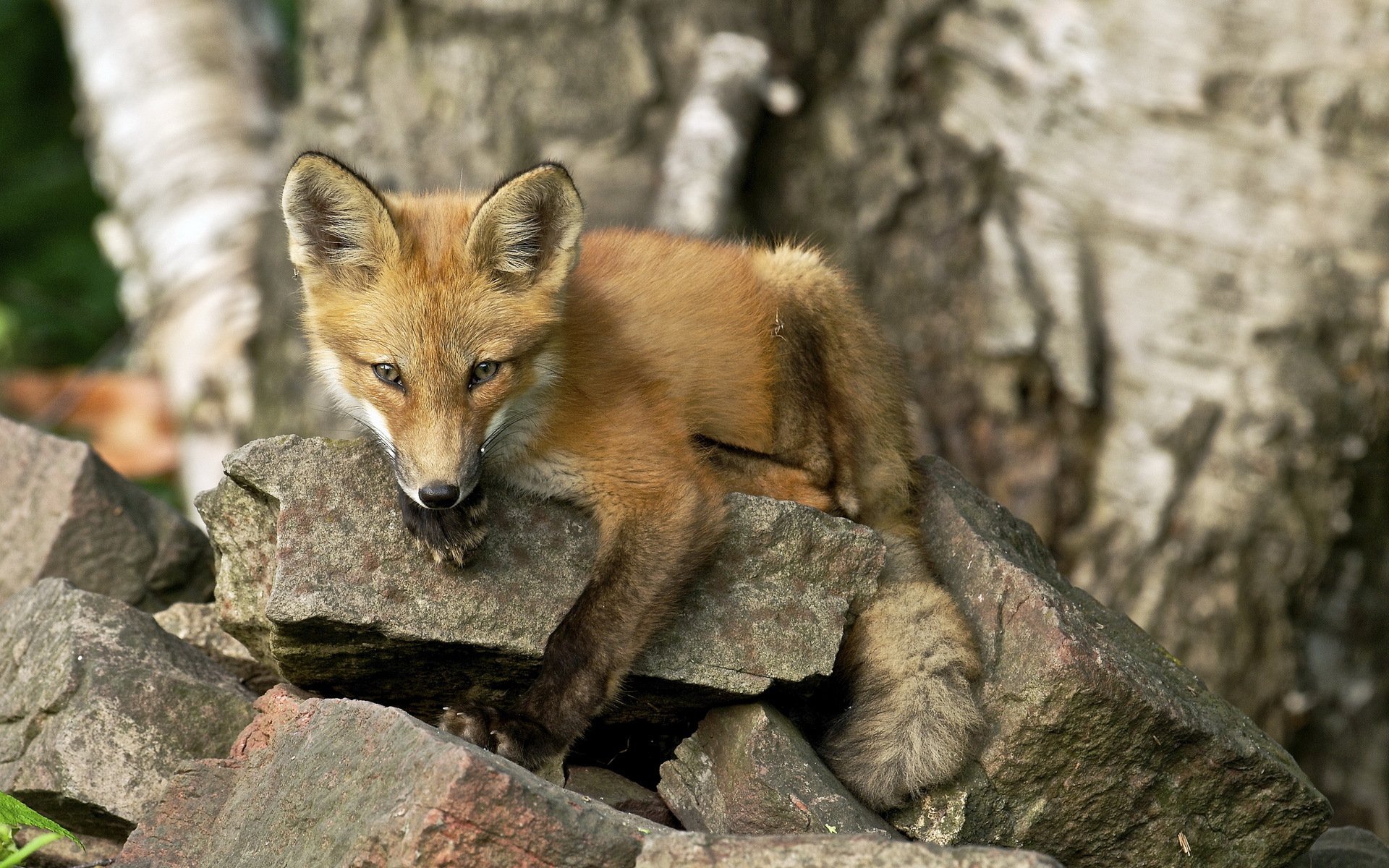 renard nature été