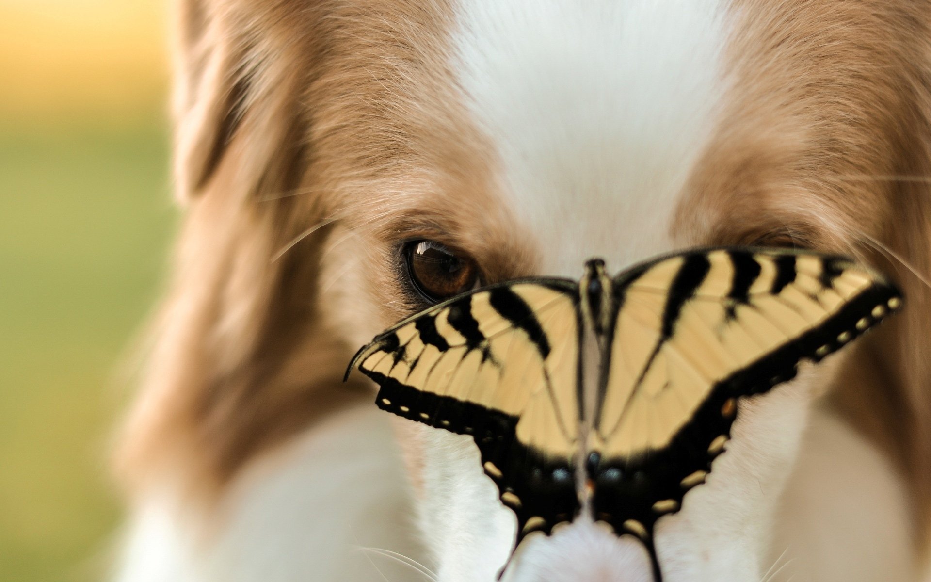 tiere hund hund schnauze schmetterling insekt unschärfe hintergrund tapete widescreen vollbild widescreen widescreen