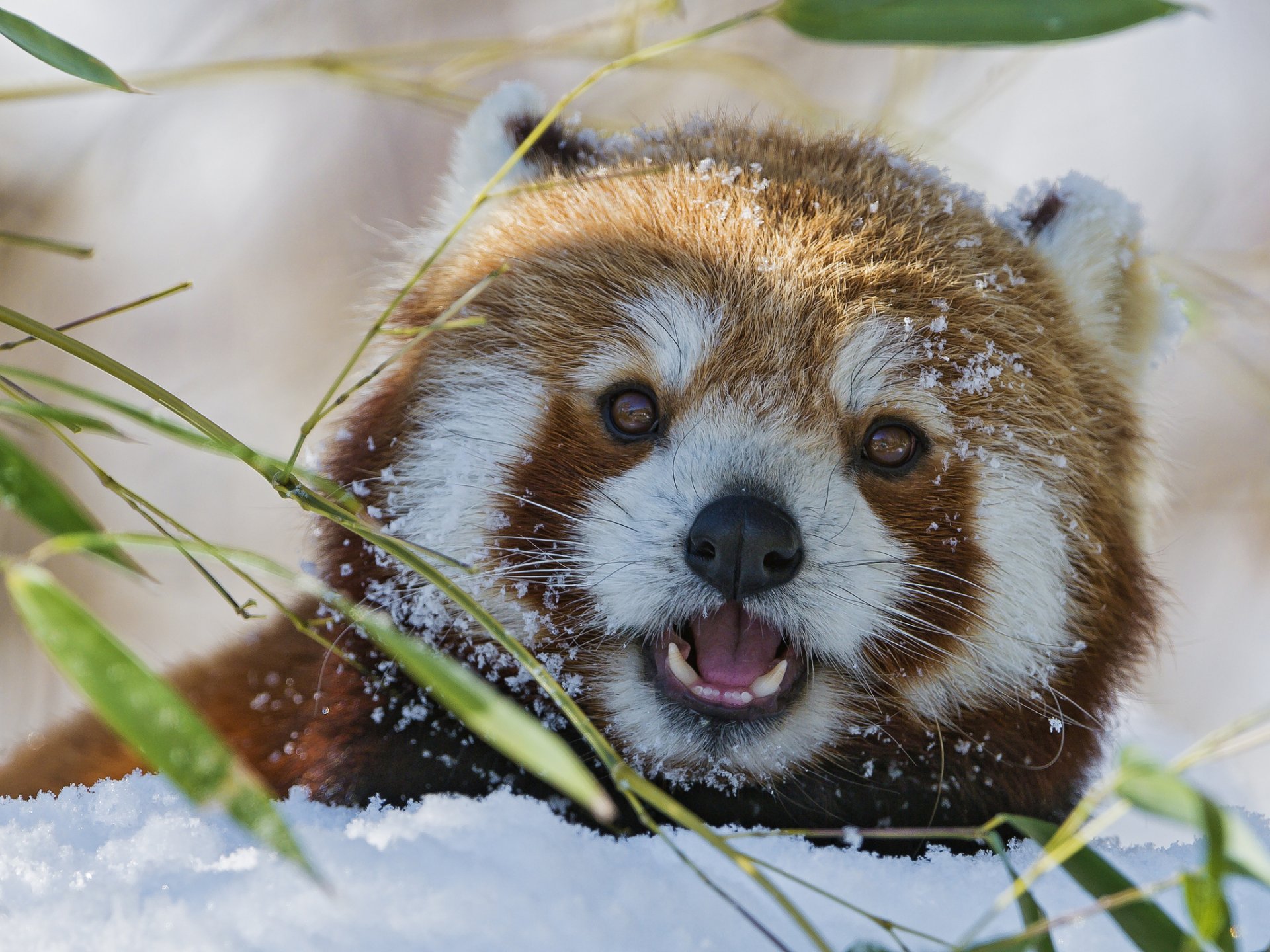 panda rouge firefox bambou neige museau hiver petit panda ©tambako the jaguar