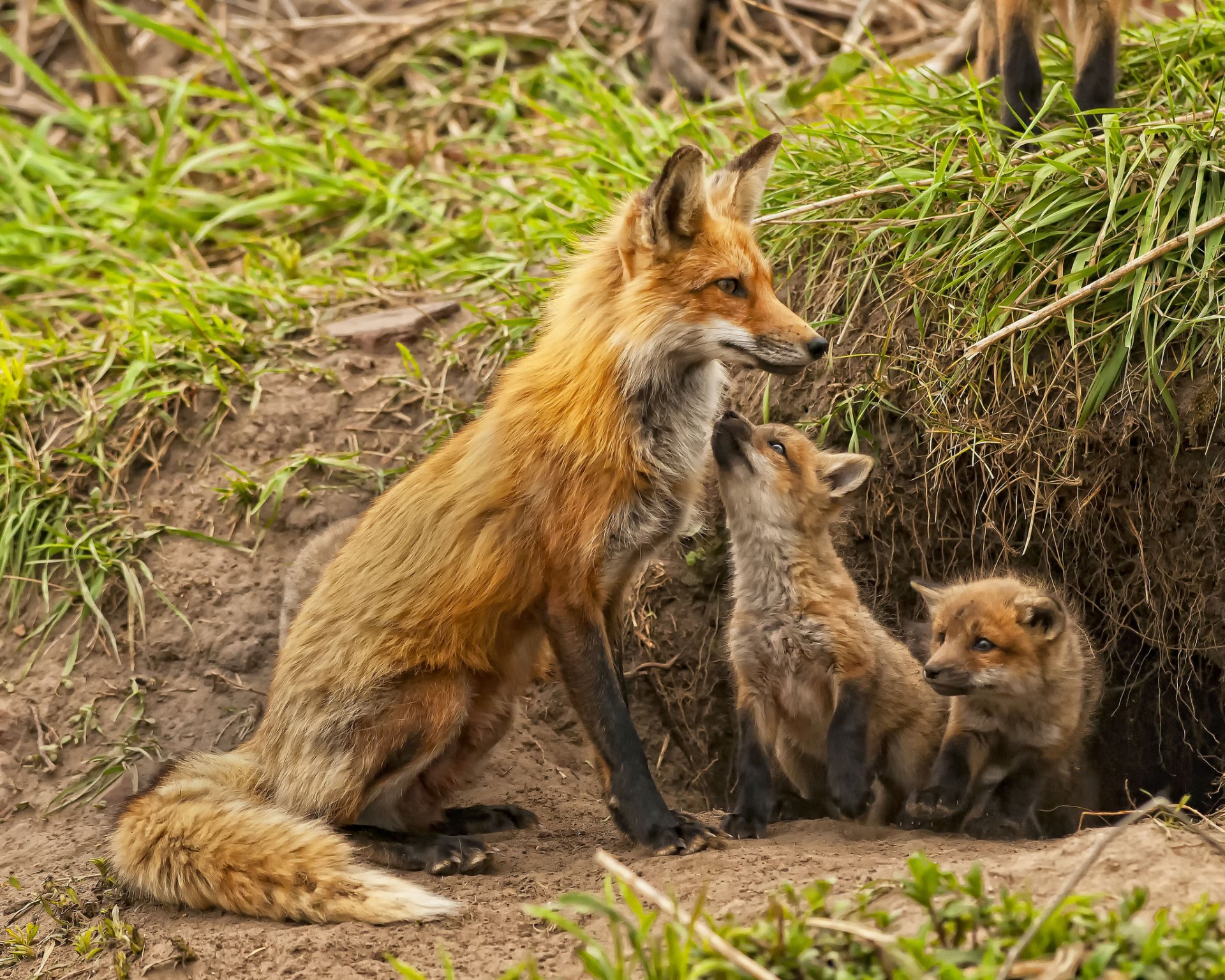 zorro zorros maternidad bebés cachorros madriguera