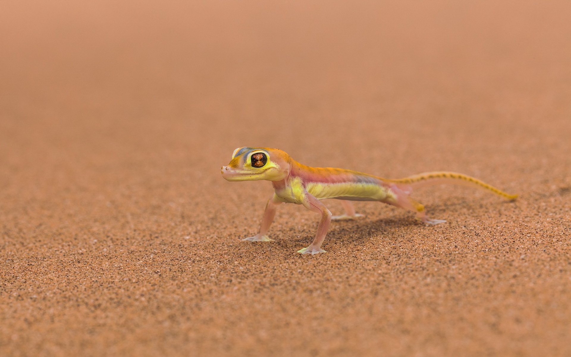 mars lézard fond