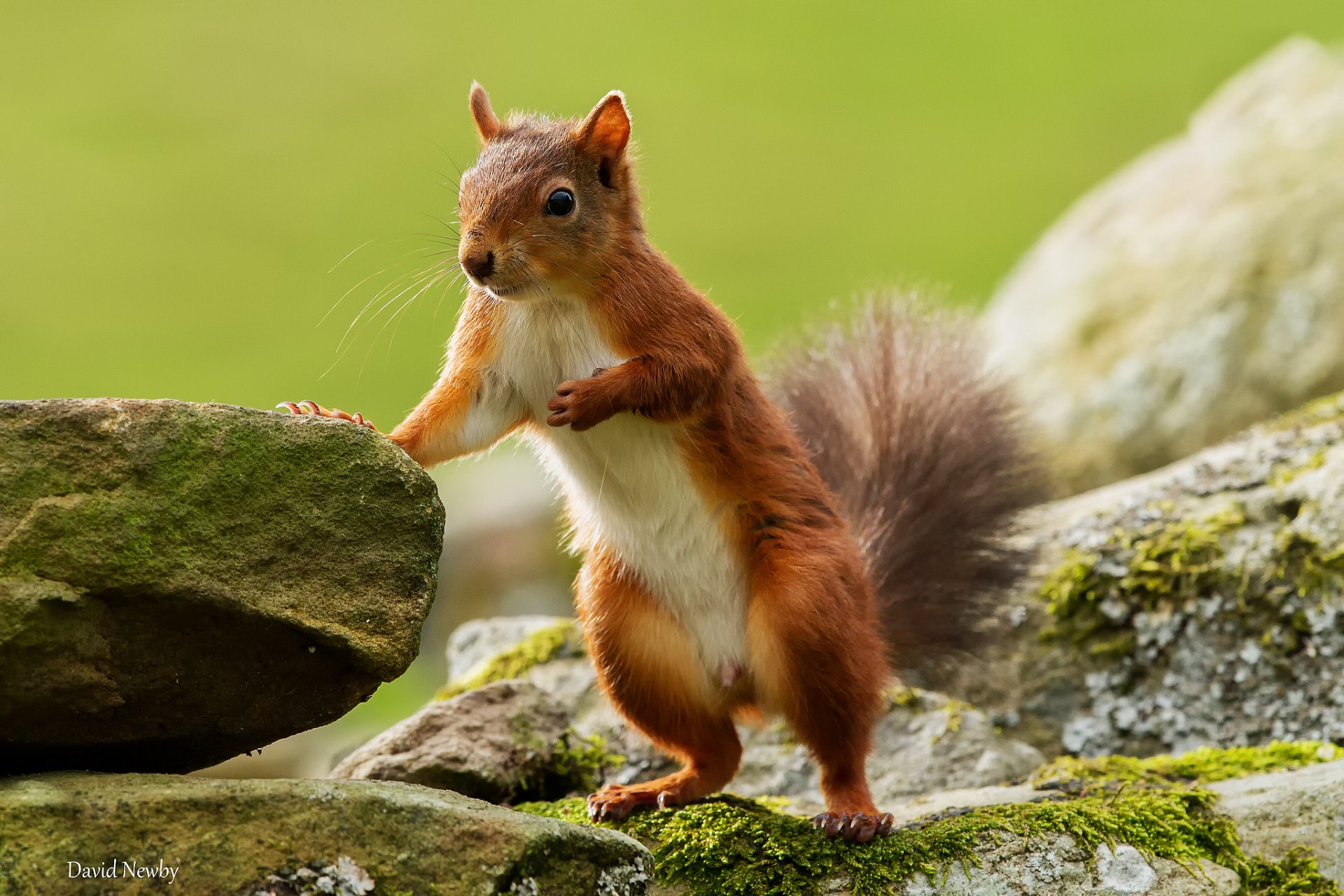 eichhörnchen h...th steine hintergrund