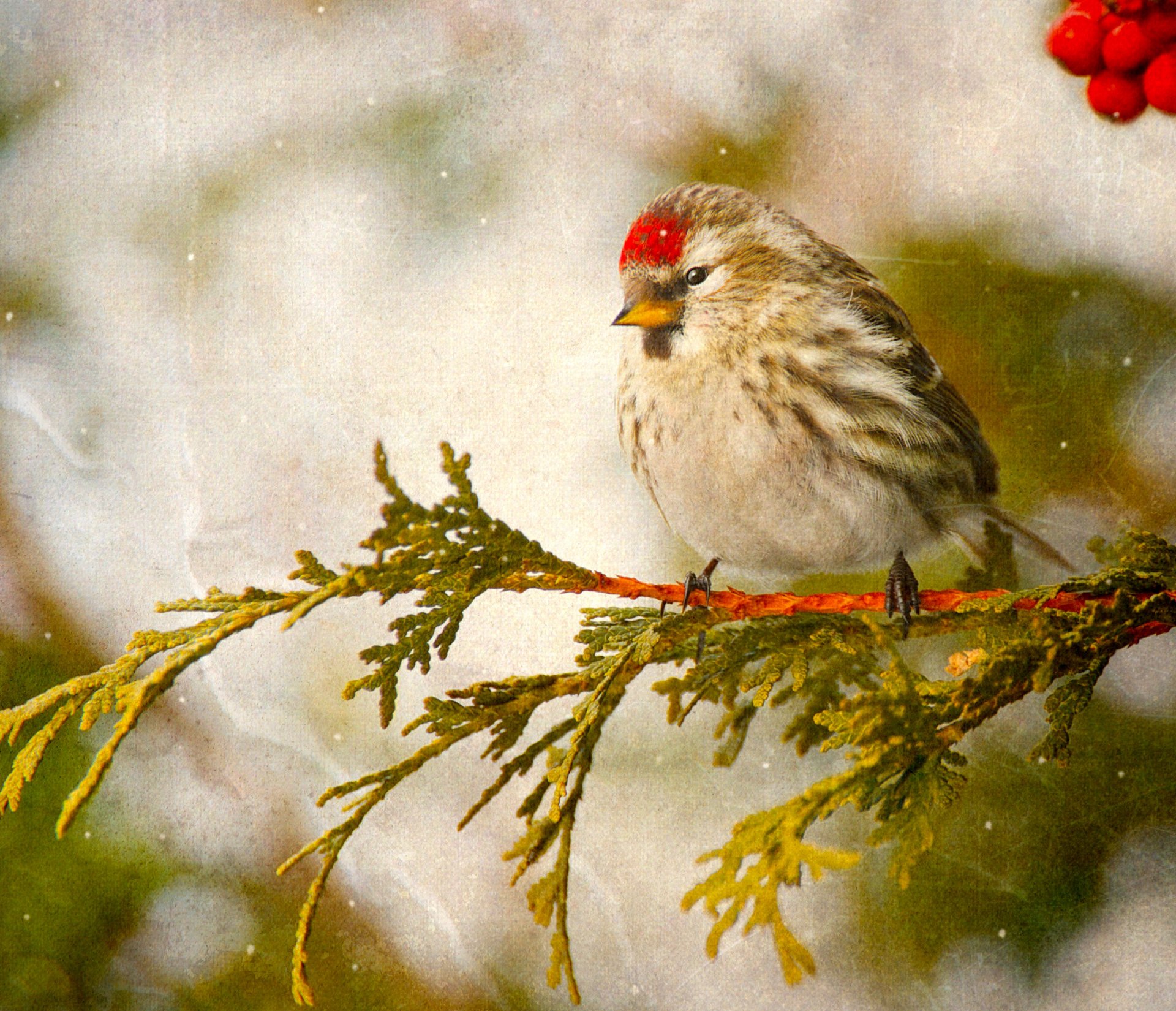 oiseau claquette branche