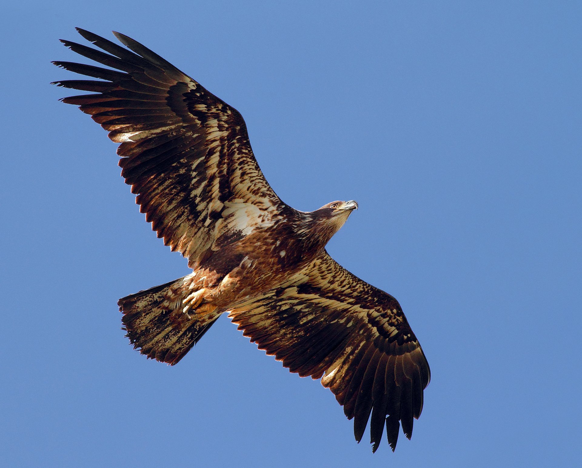 eagle poultry predator wings wag flight freedom