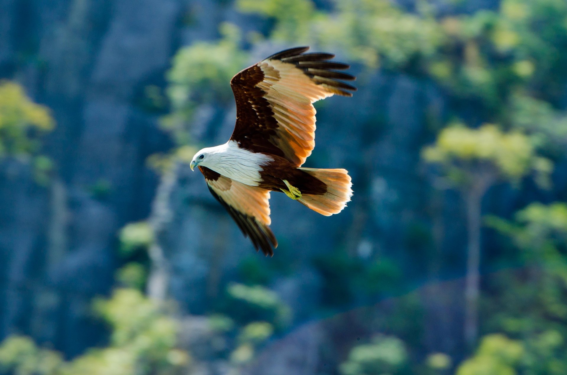 uccello predatore aquila sfondo