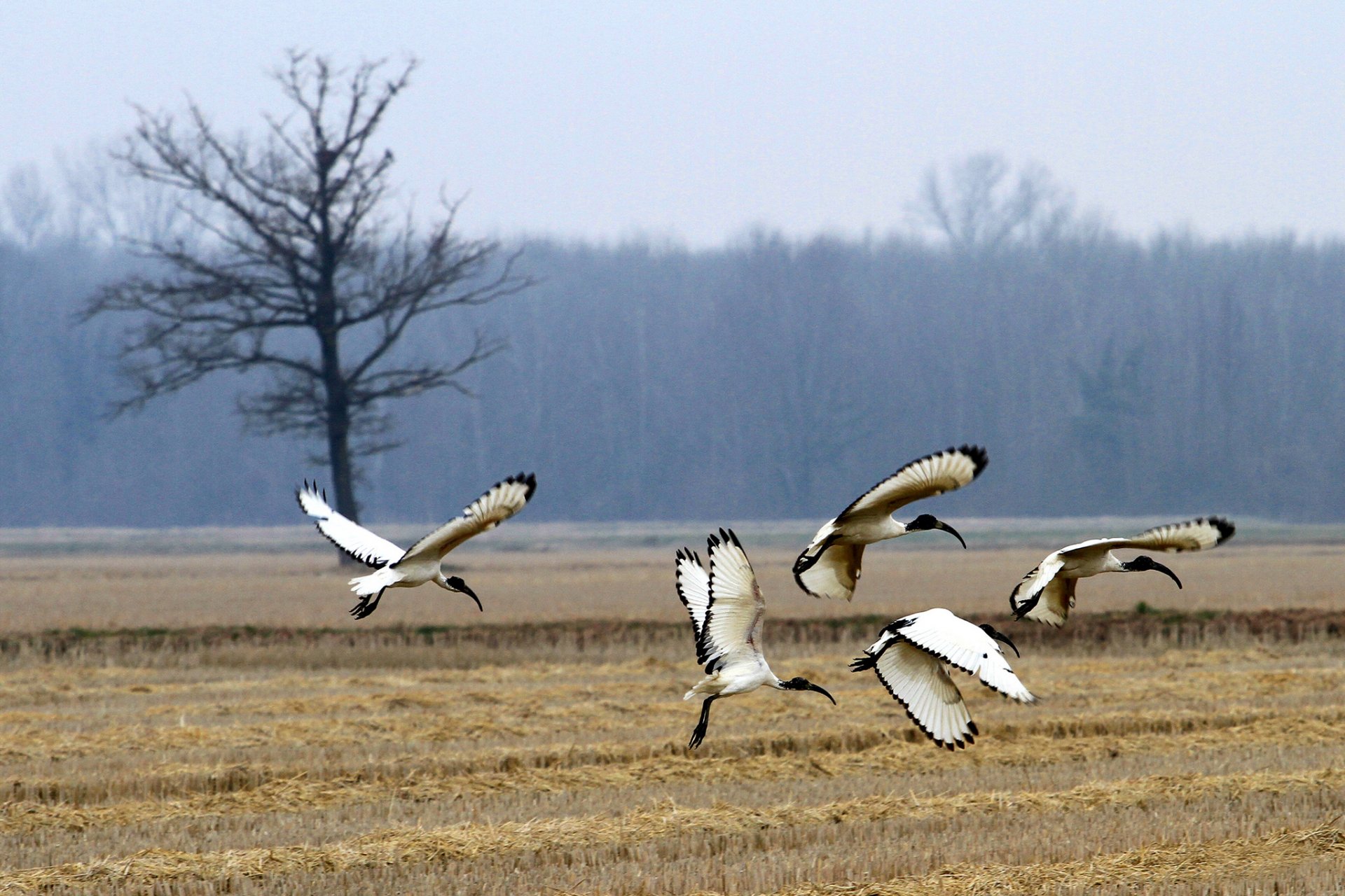 bosque campo árbol aves ibis sagrado