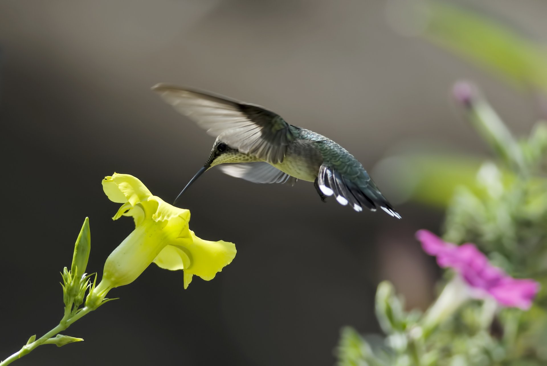 poultry hummingbird flower yellow pink nectar nature