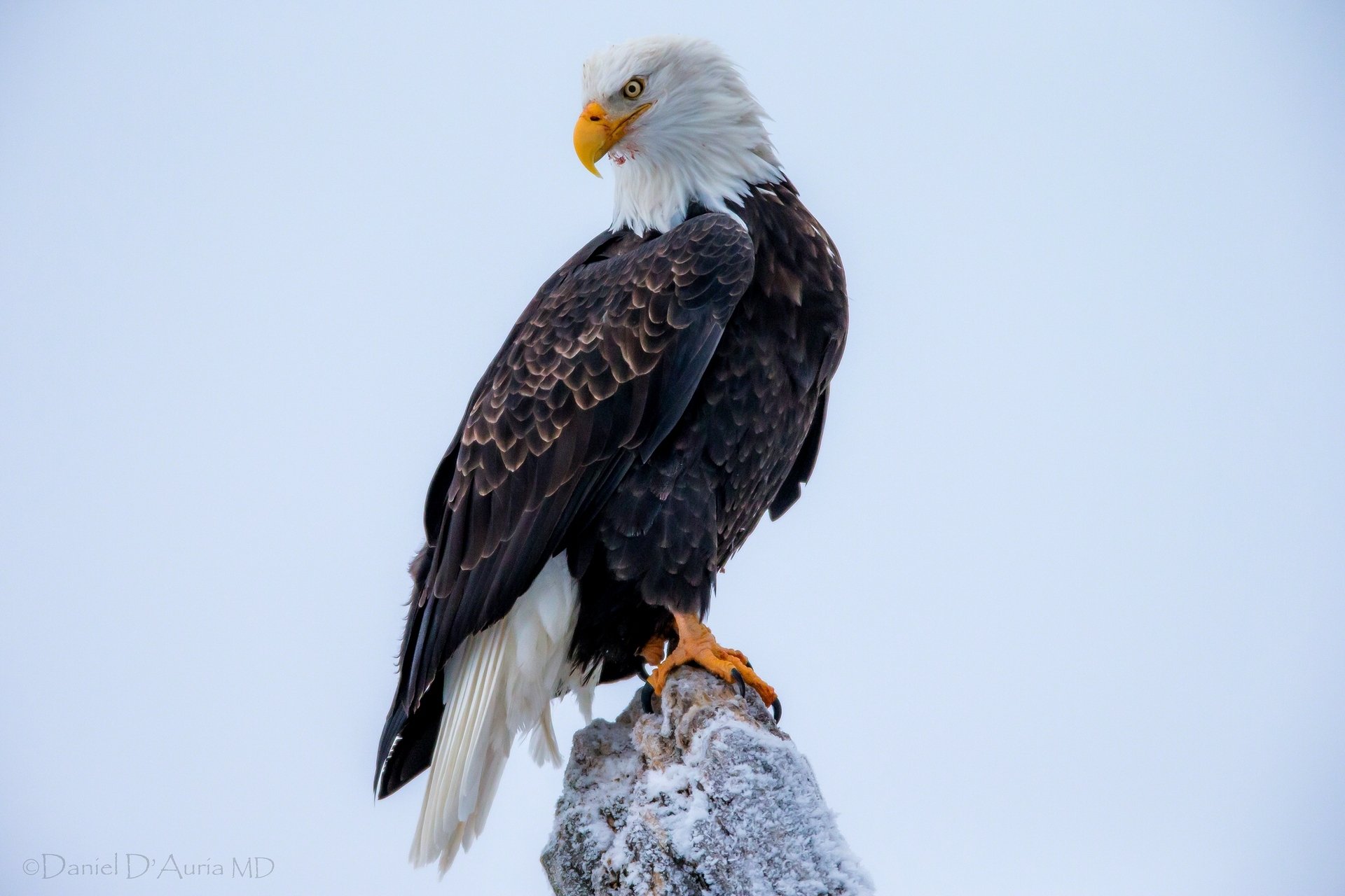 pygargue à tête blanche oiseau prédateur