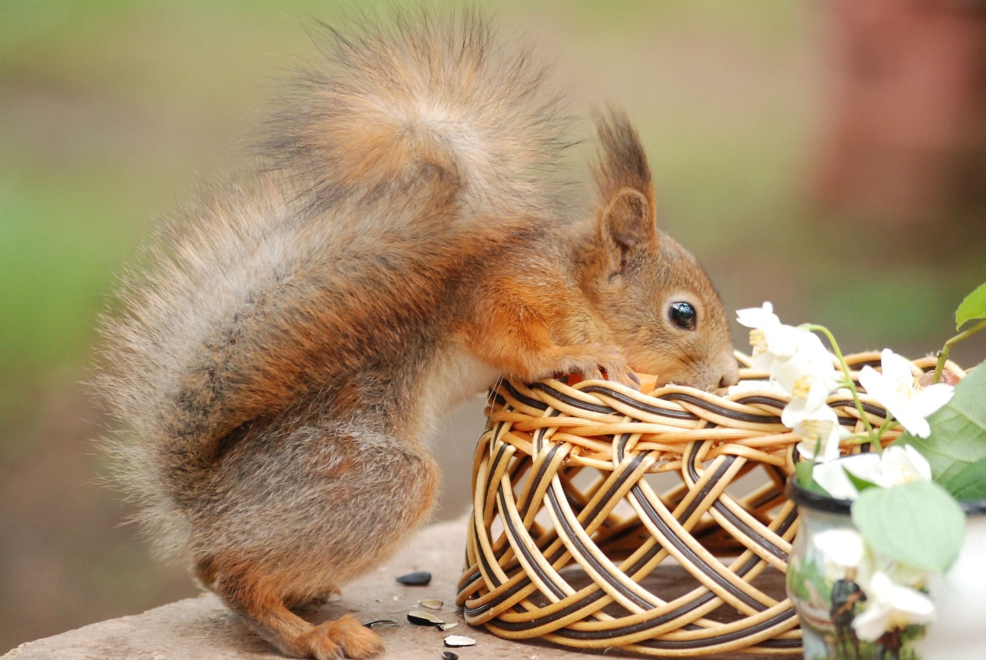 écureuil curiosité panier