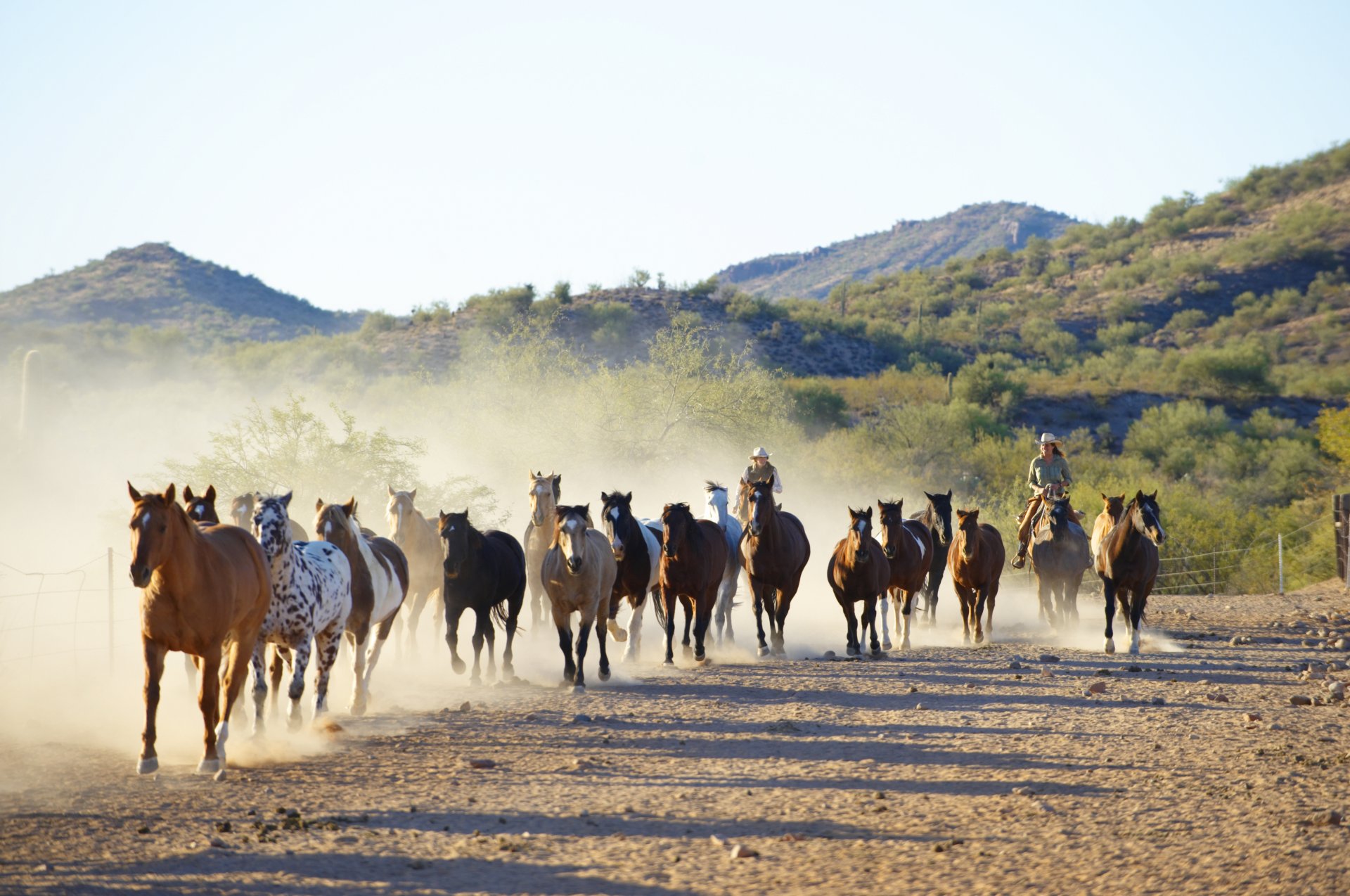 cavalli mandria corsa mandrie cowboy paddock corallo natura canon 60d