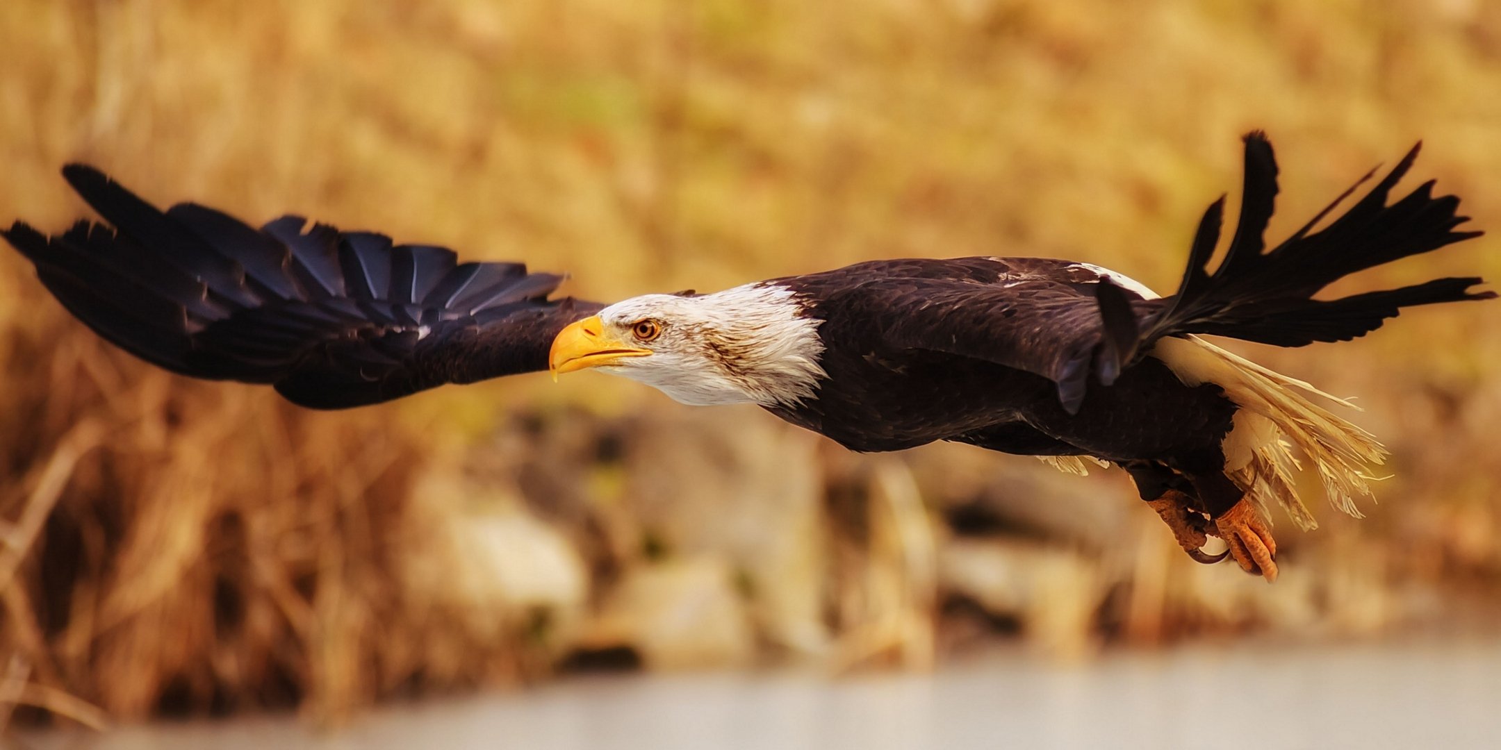 pygargue à tête blanche oiseau prédateur ailes