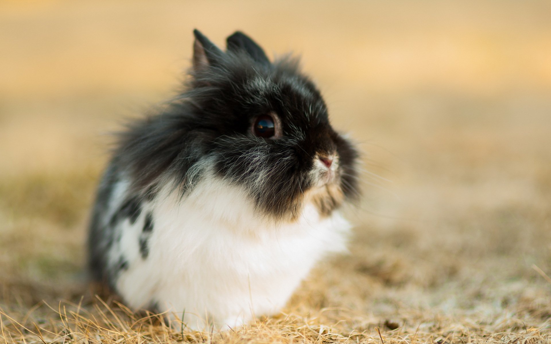 rabbit nature background