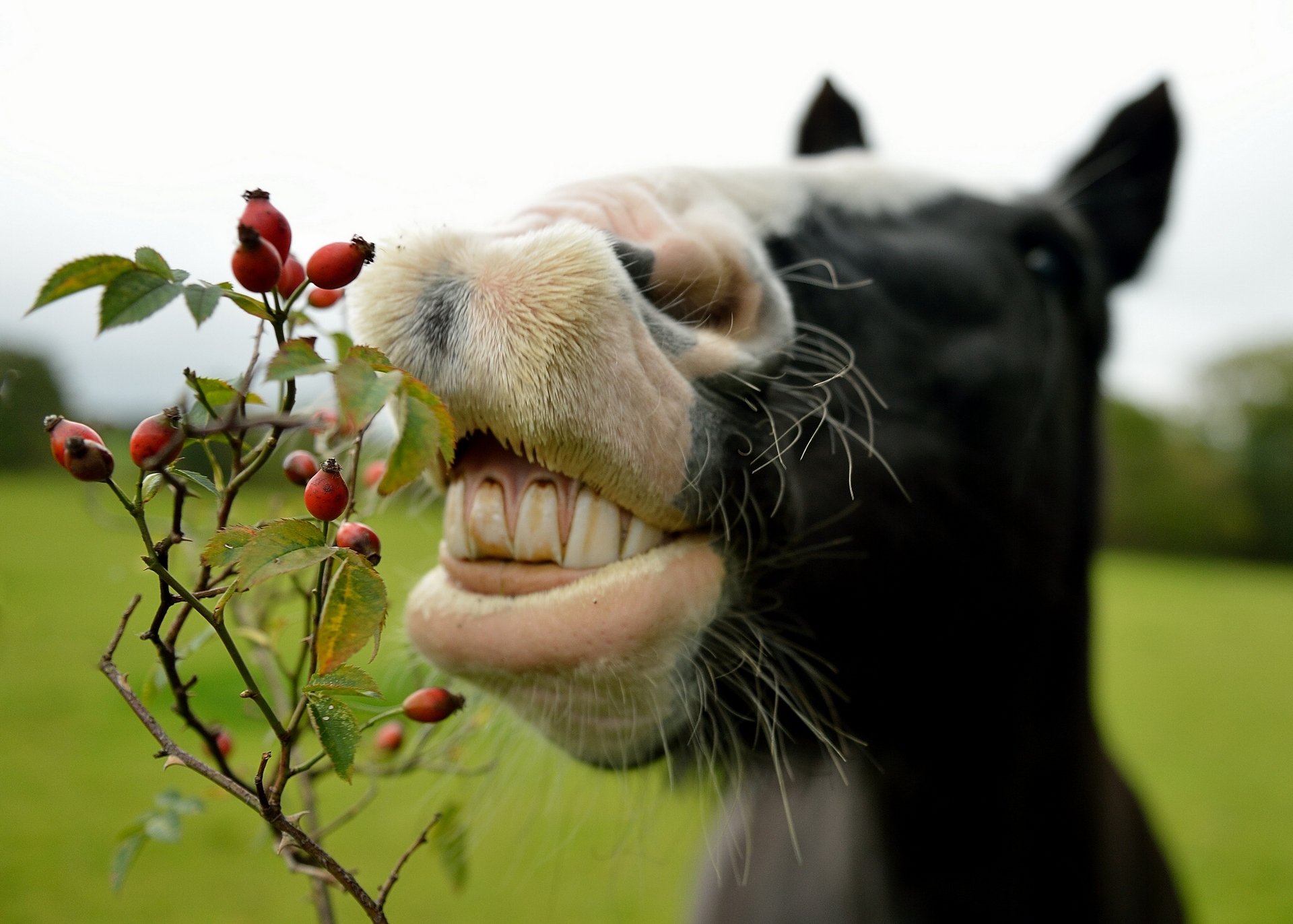 horse dog rose face teeth