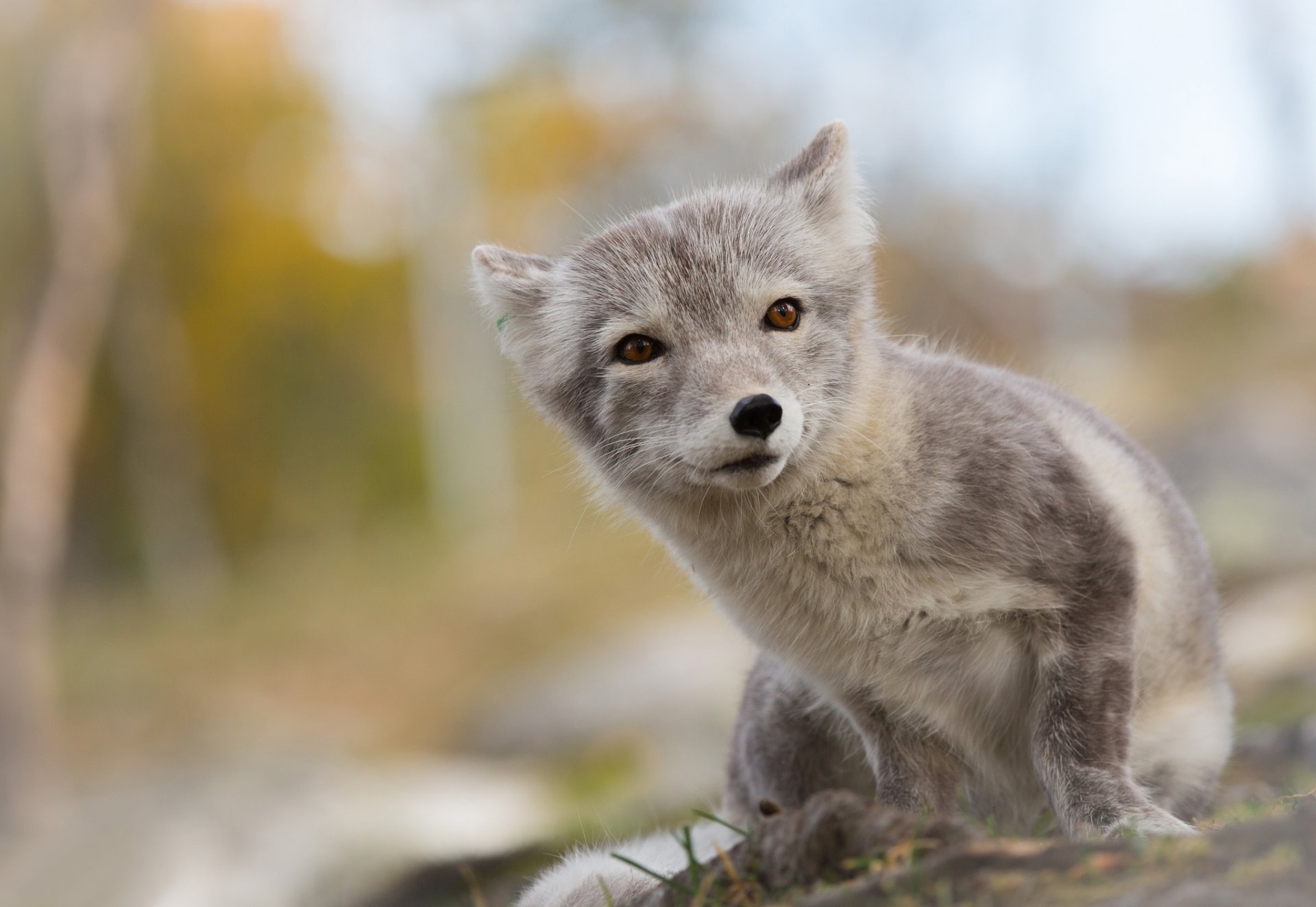 renard arctique renard arctique été