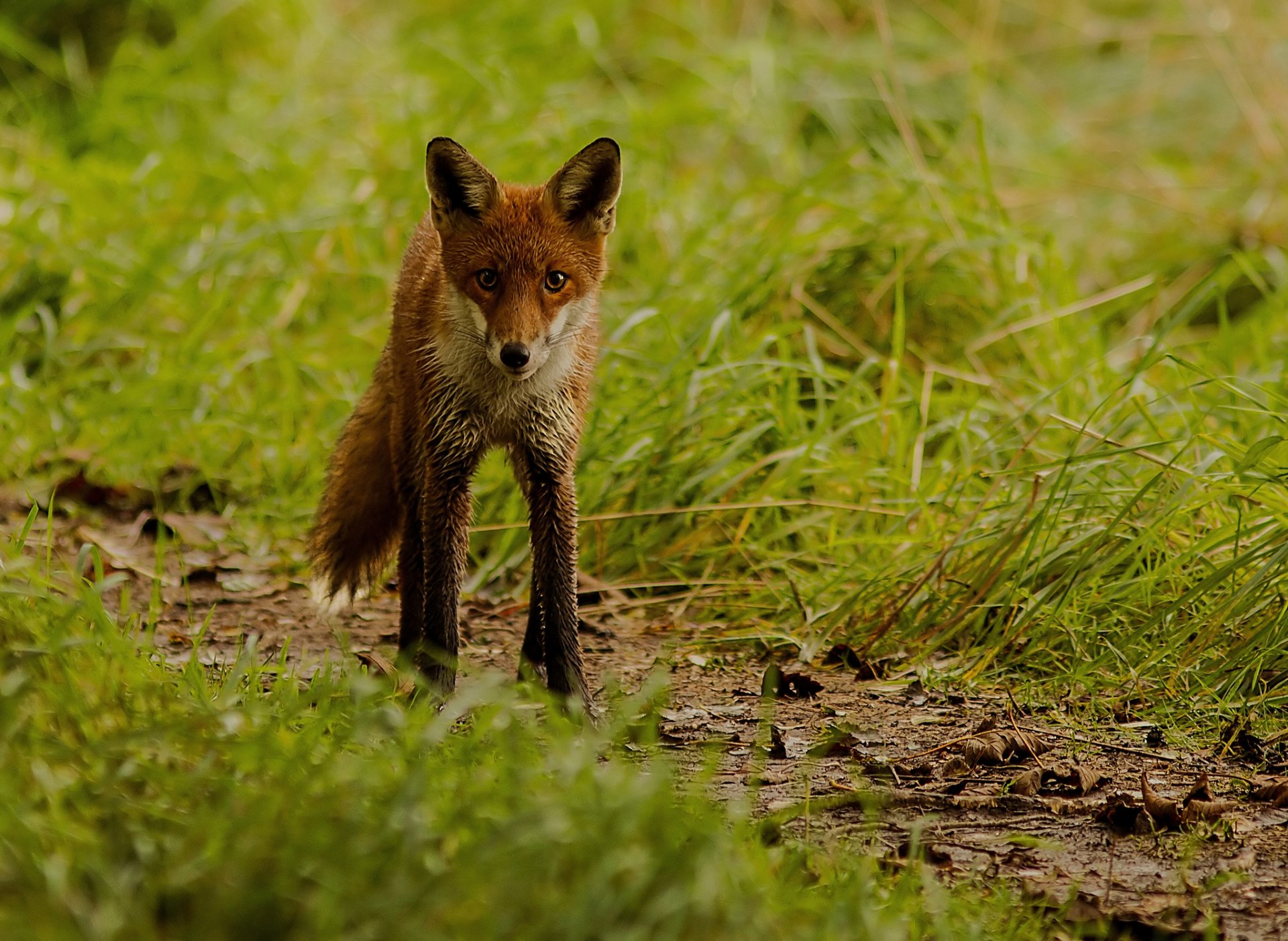 gras fuchs rotschopf unschärfe