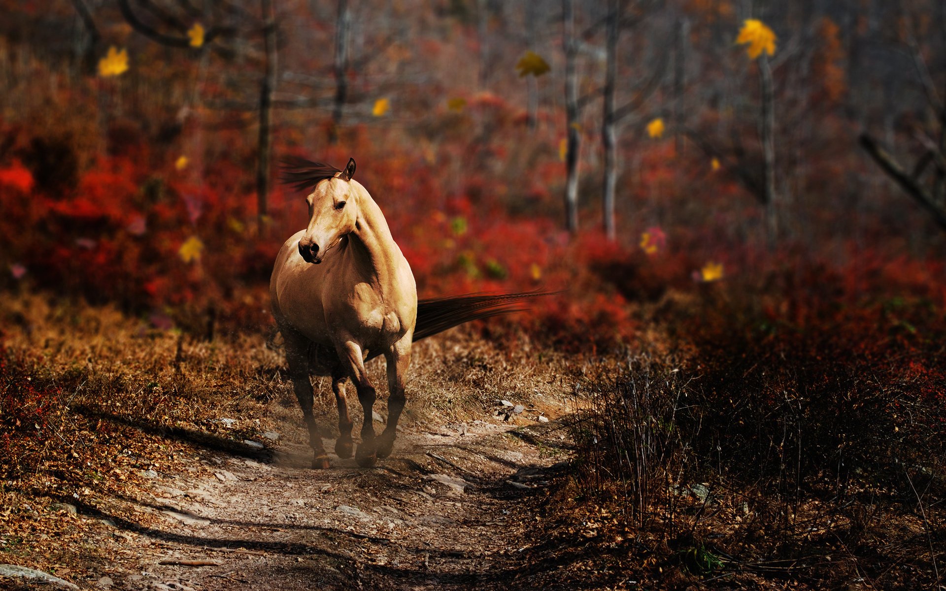 forest autumn road trail horse mane