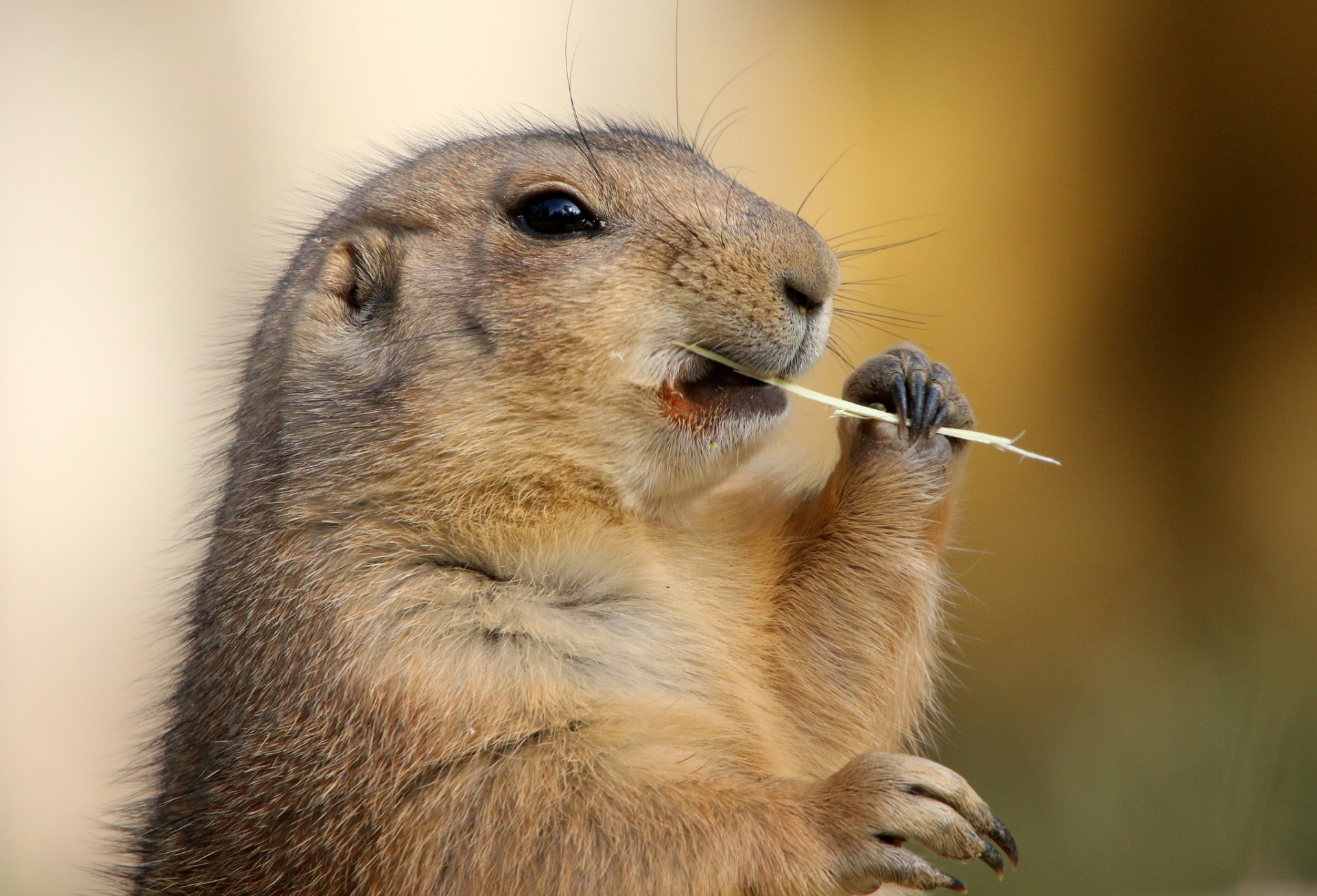 marmot babak feet hay gra