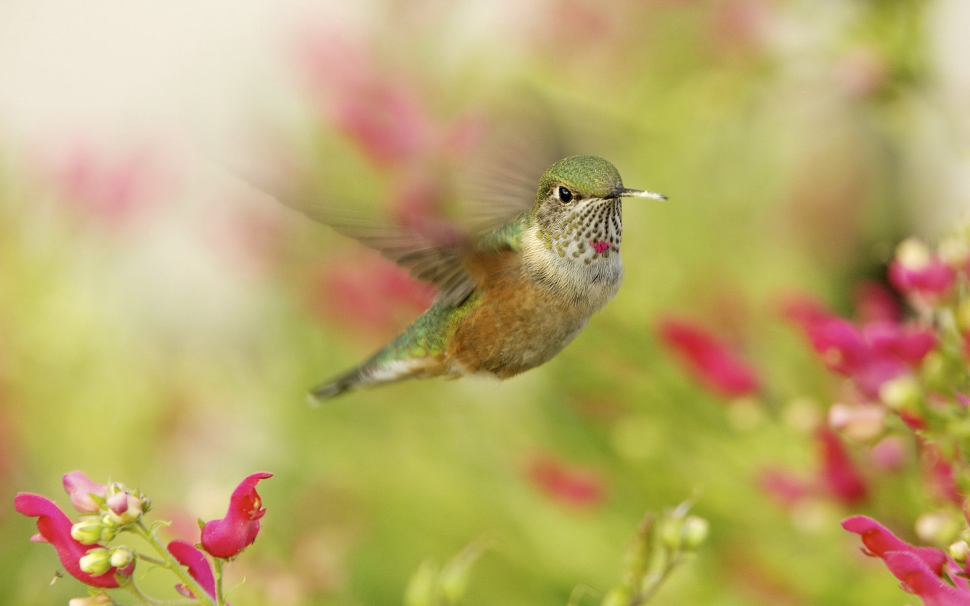 colibrì uccellino macro in volo