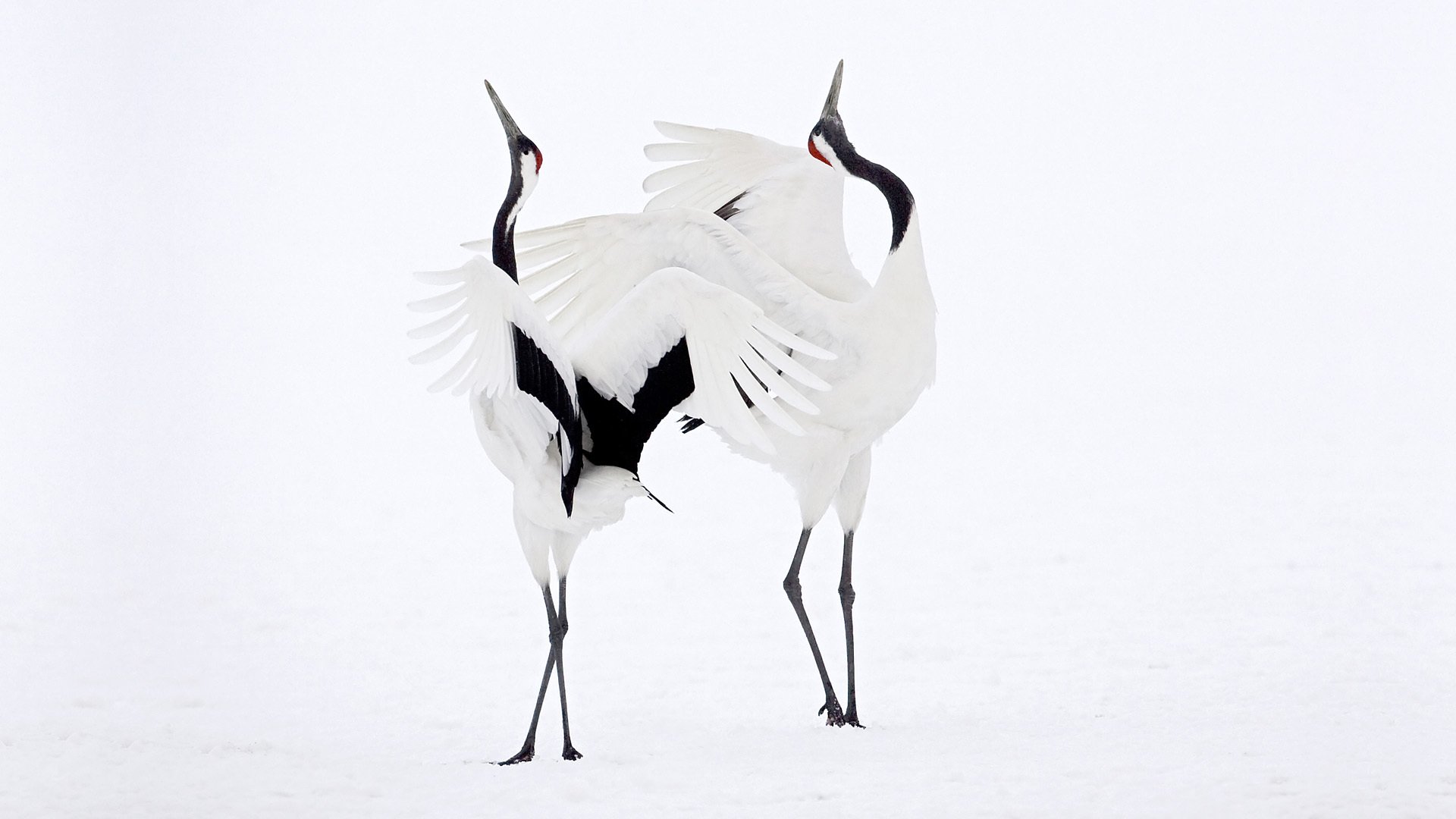 cranes the pair dance snow