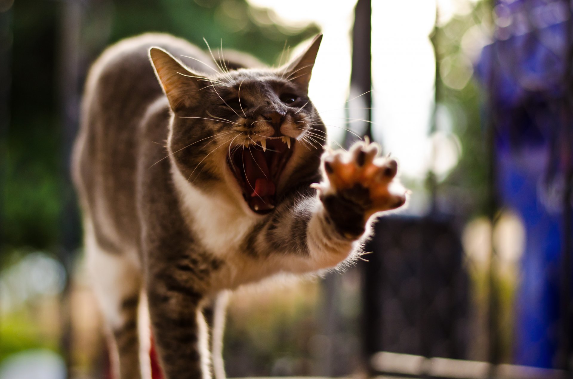 cat pose yawns paw