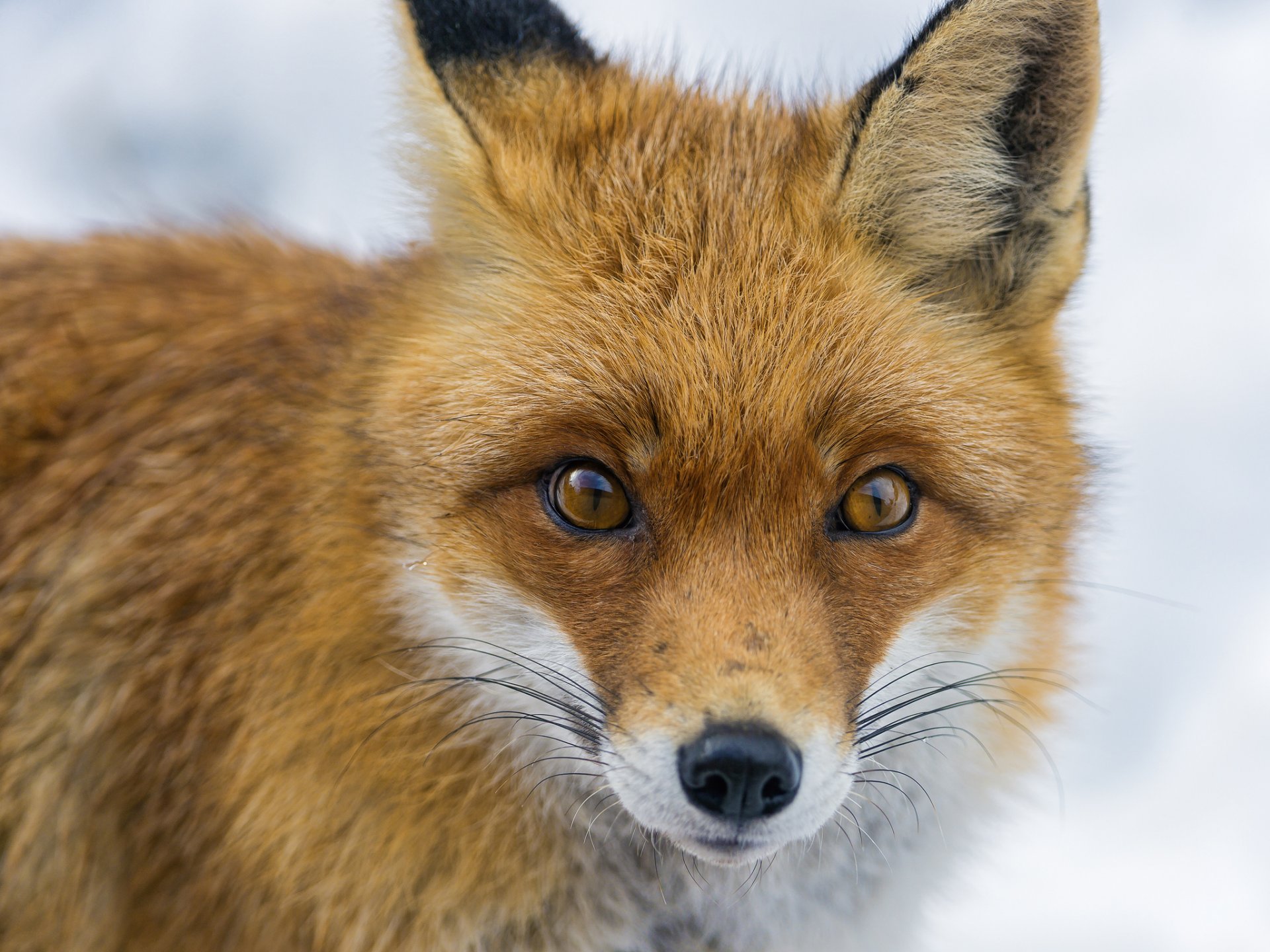 fuchs schnauze fuchs blick ©tambako der jaguar