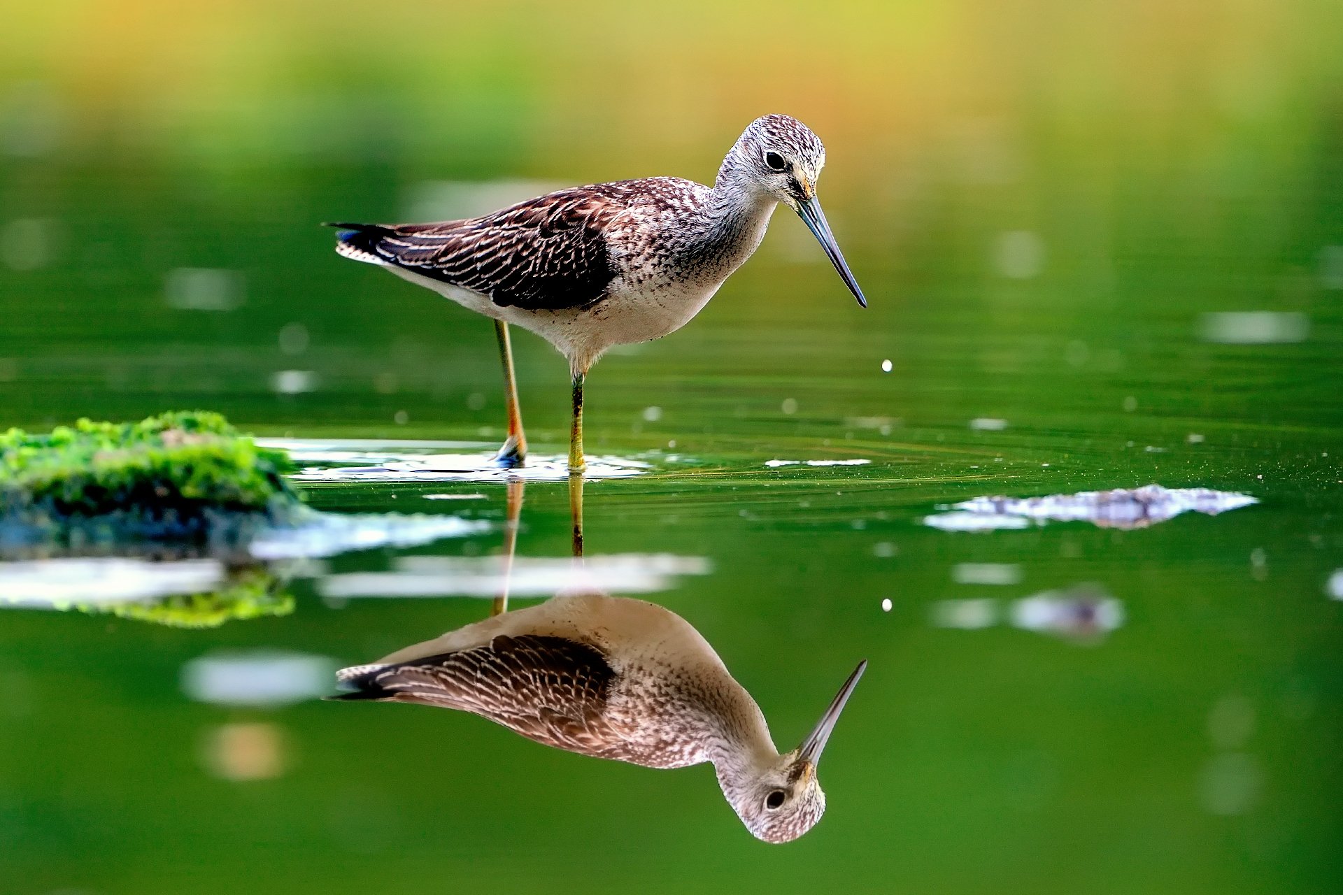 oiseau eau réflexion romarin