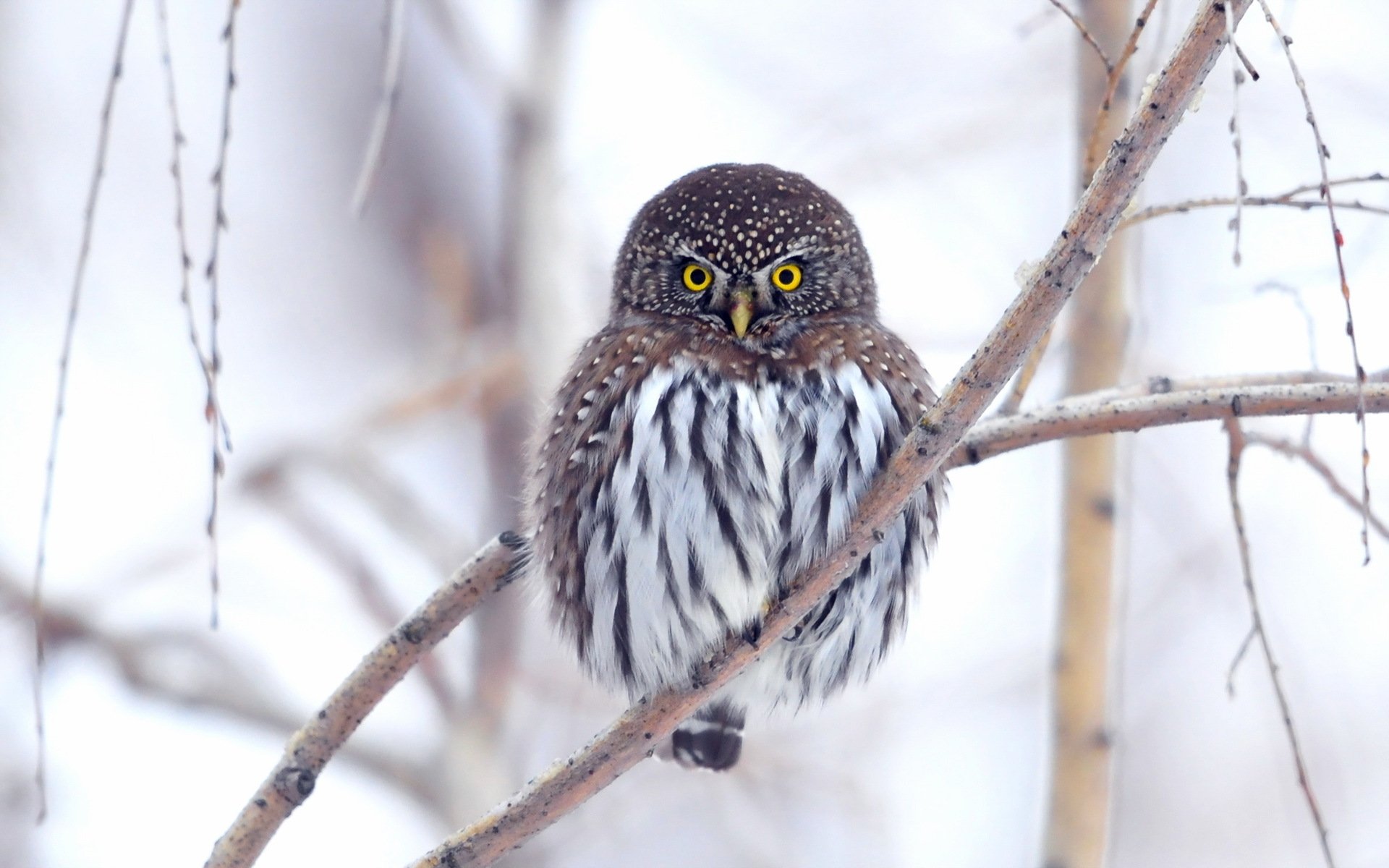 gufo natura sfondo