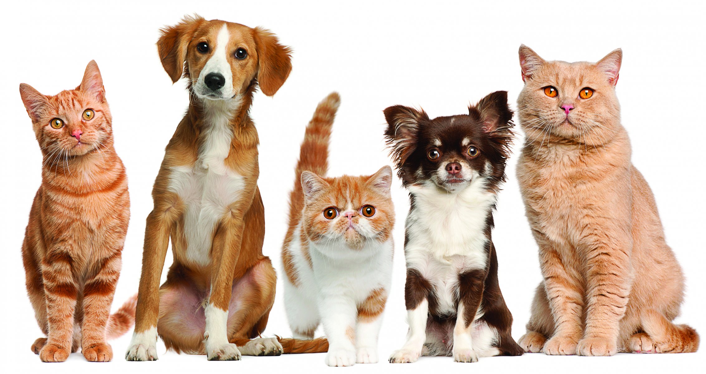 chats chiens animaux domestiques