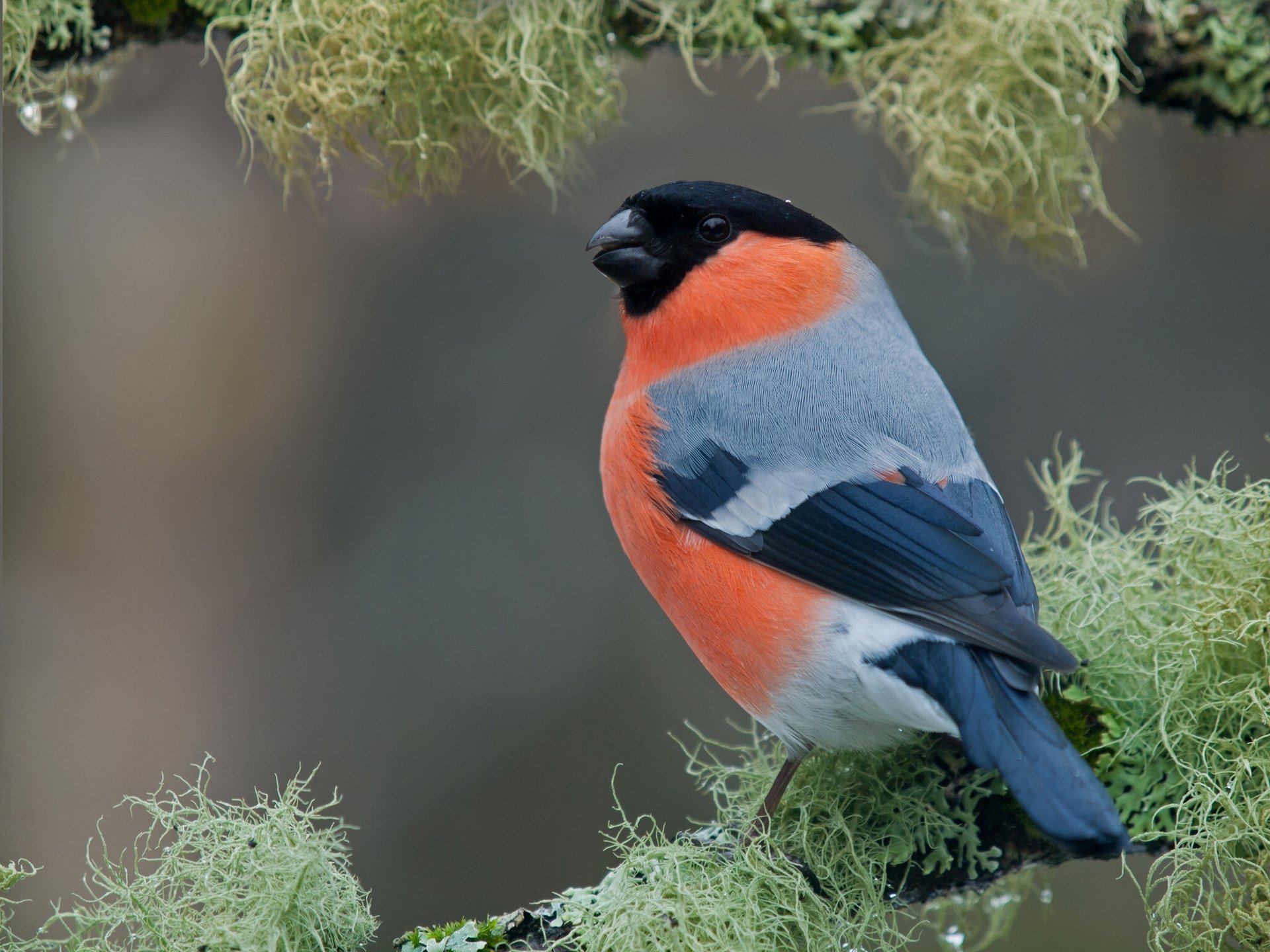 bouvreuil oiseau branche