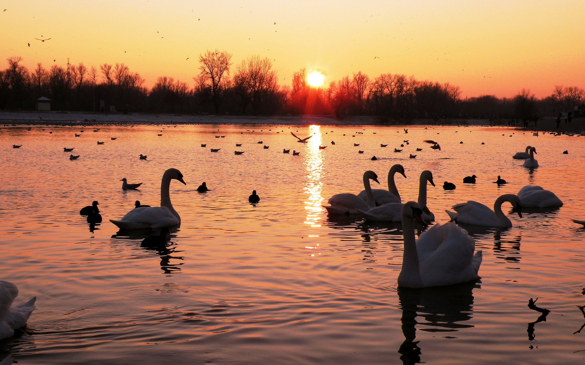 lago stagno cigni anatre uccelli foresta cielo alba tramonto paesaggio