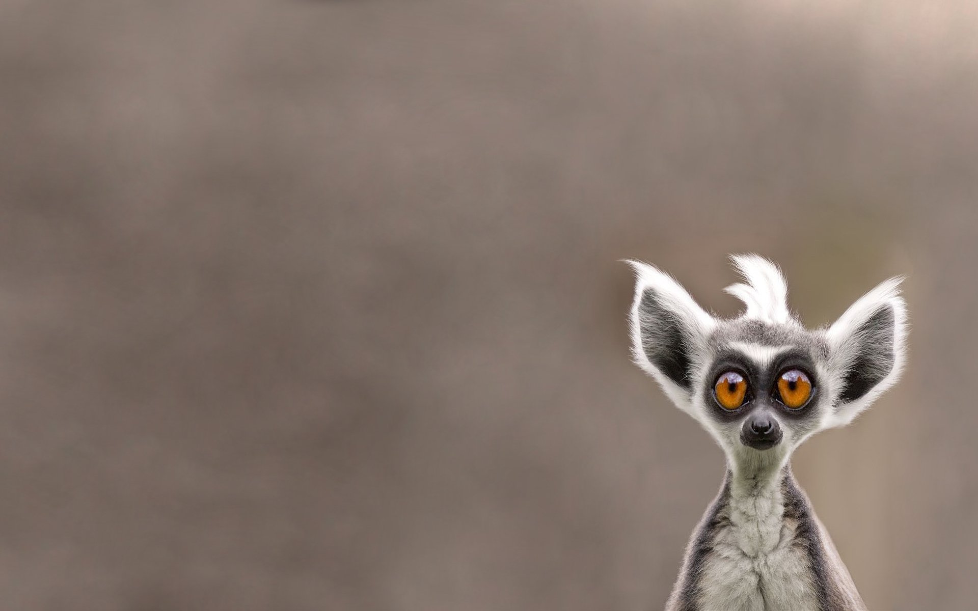 lemur animals face