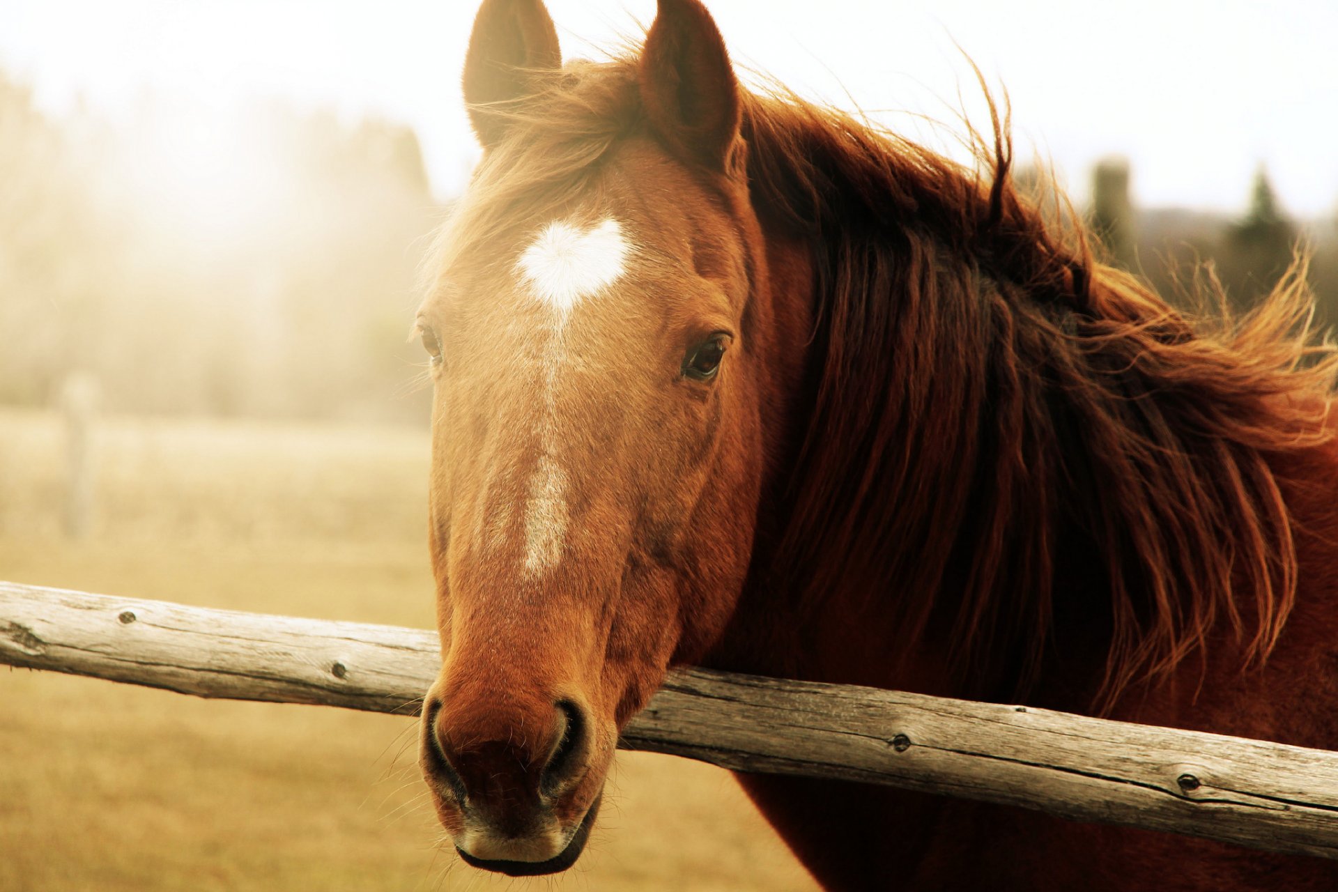 animali cavallo cavallo muso marrone sole sfondo carta da parati widescreen a schermo intero widescreen widescreen