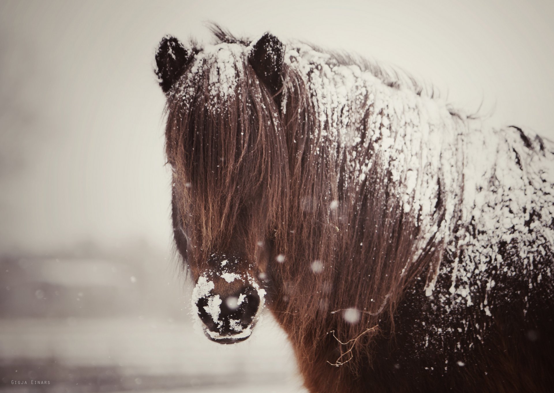 cheval cheval crinière neige