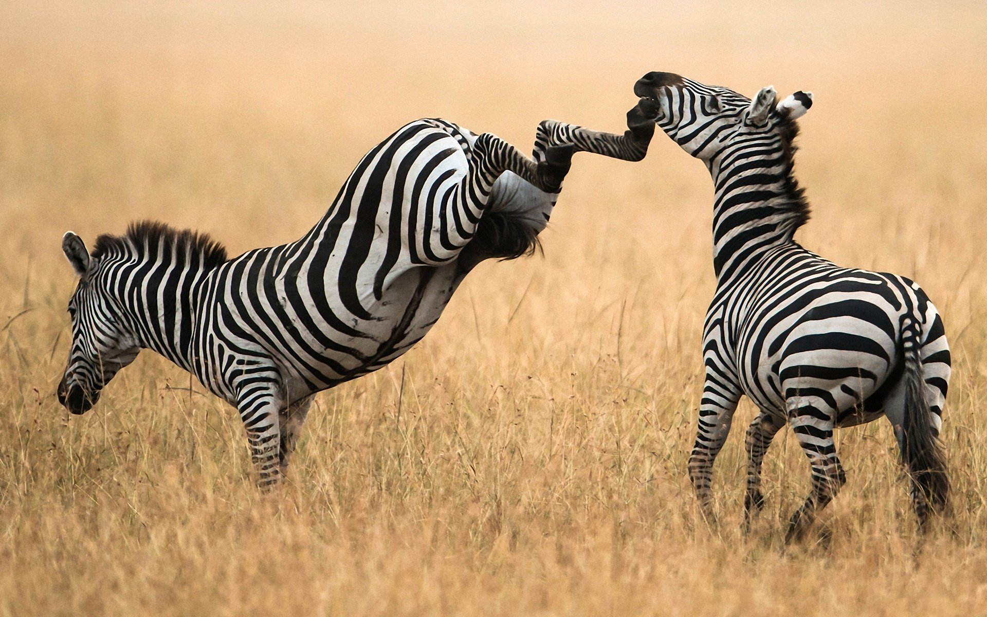 campo zebre coppia colpo situazione zoccoli